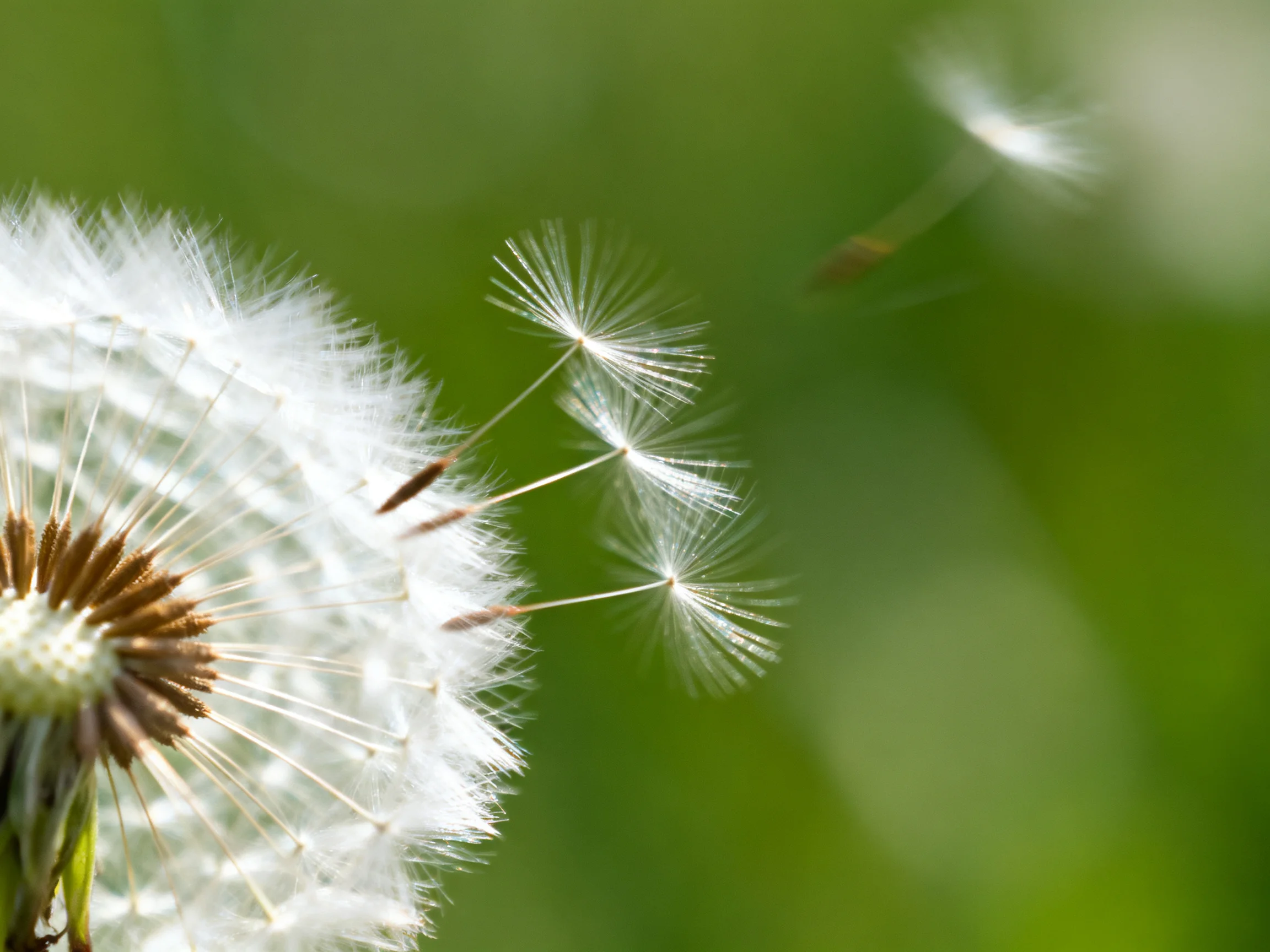 Three dandelion seed clusters float near a mature dandelion with green bokeh background
