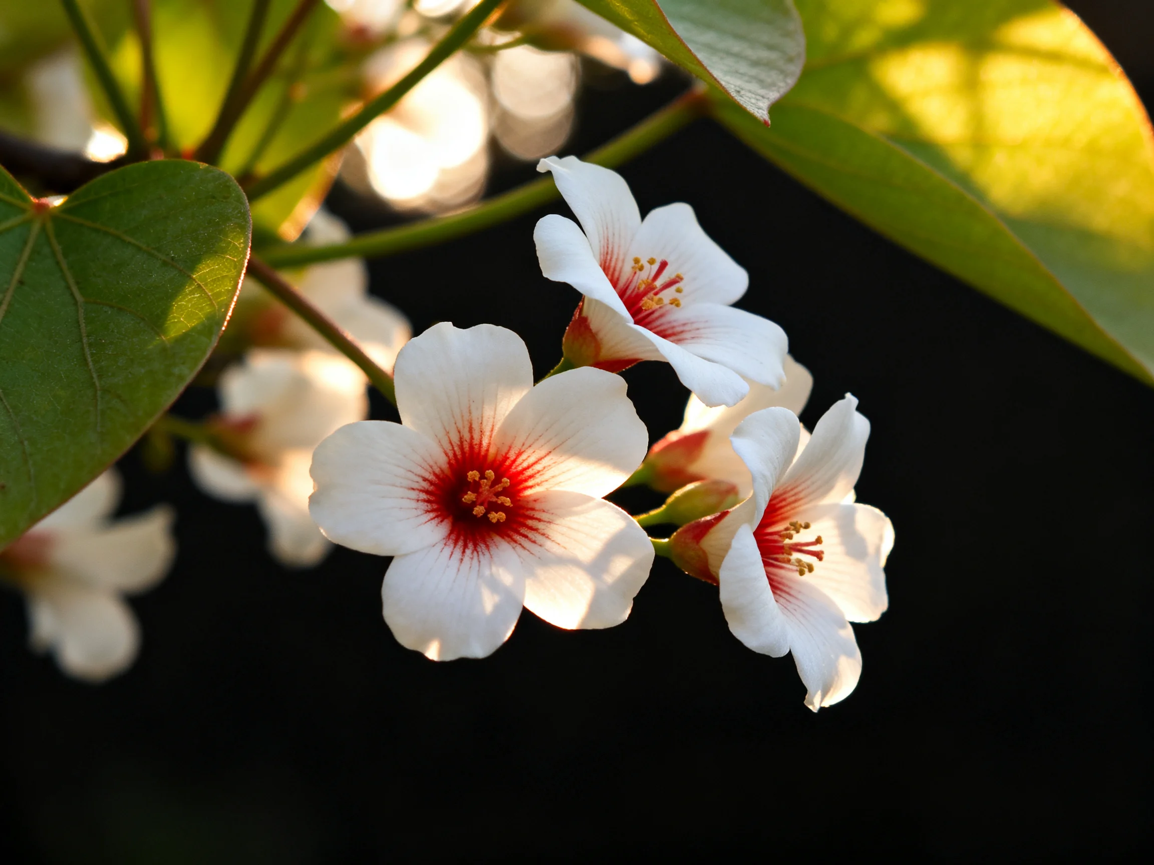 Three delicate white flowers with red centers bloom among glossy green leaves