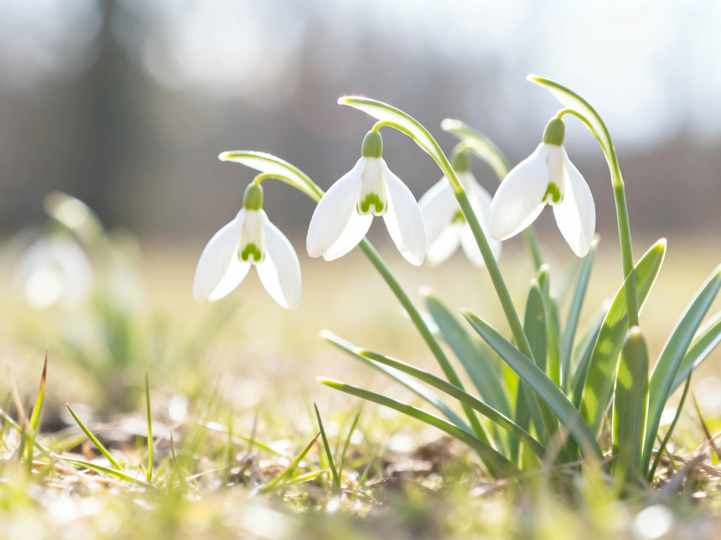 Three delicate white snowdrop flowers bloom among green stems in soft daylight