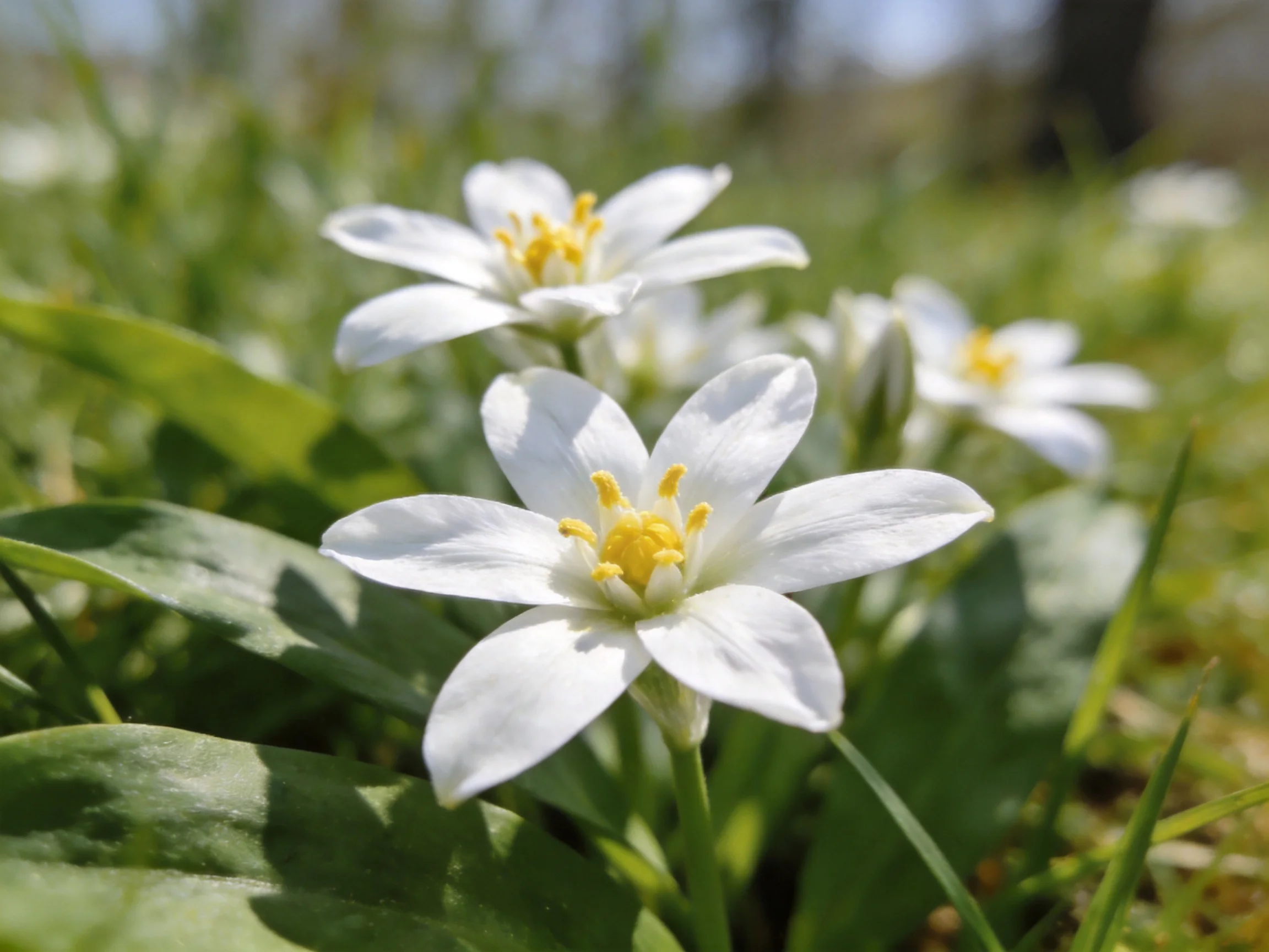 Three delicate white star-shaped flowers bloom among lush greenery