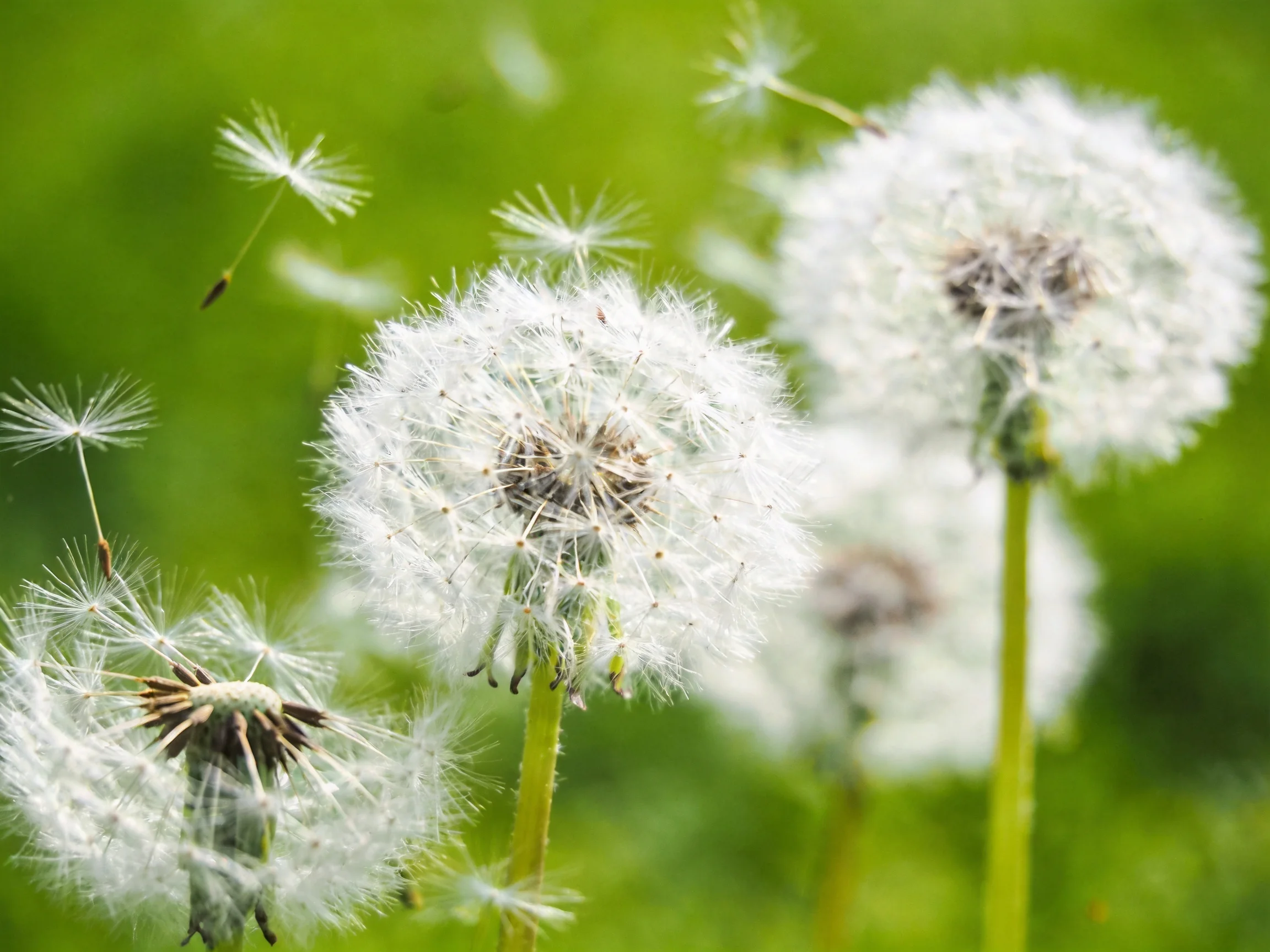 Three fluffy white dandelion seed heads against a vibrant green backdrop