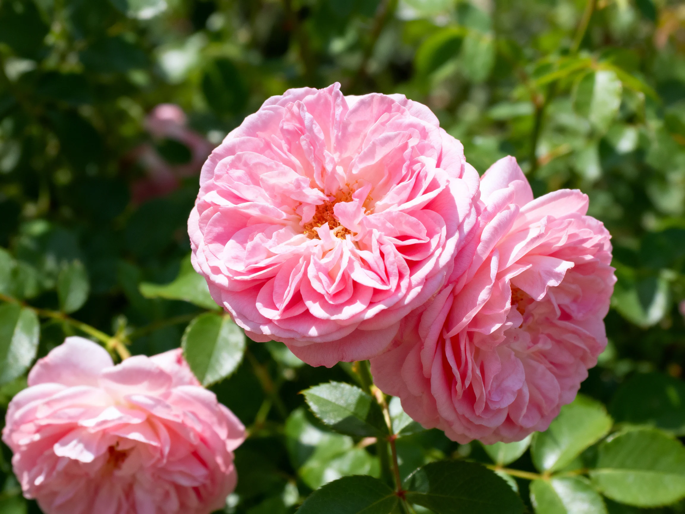 Three lush pink roses with layered petals amid green foliage.