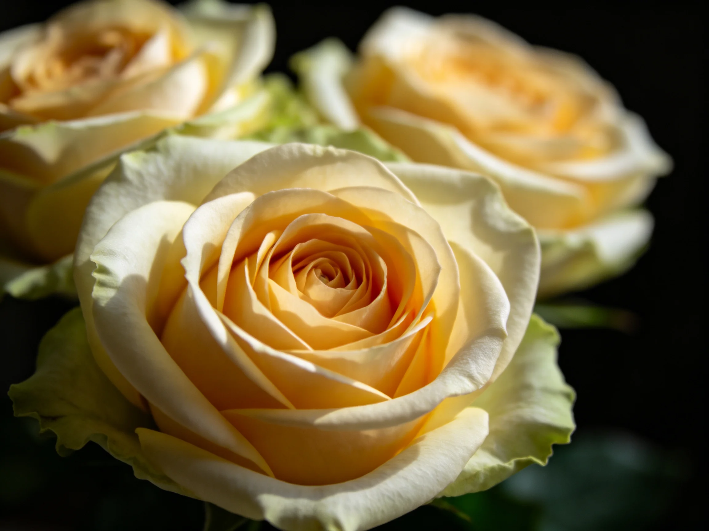 Three pale golden roses bloom against a dark backdrop