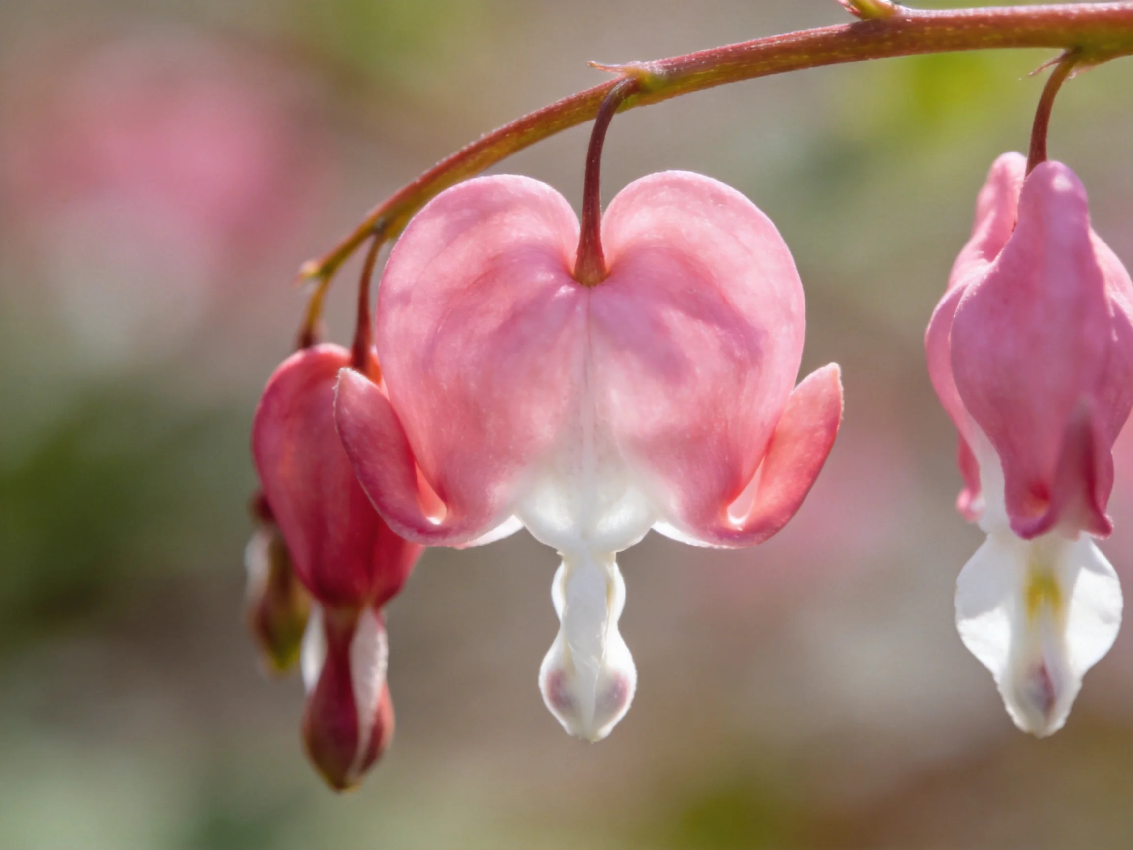 Three pink bleeding heart flowers hang from a slender branch