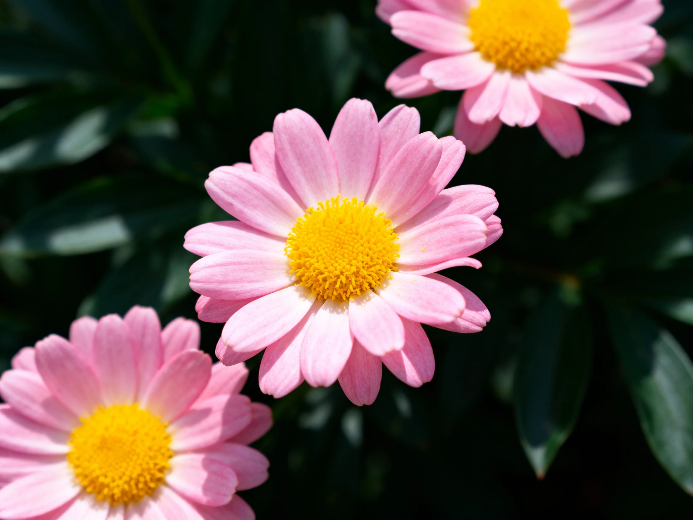 Three pink daisies with bright yellow centers amid dark green foliage