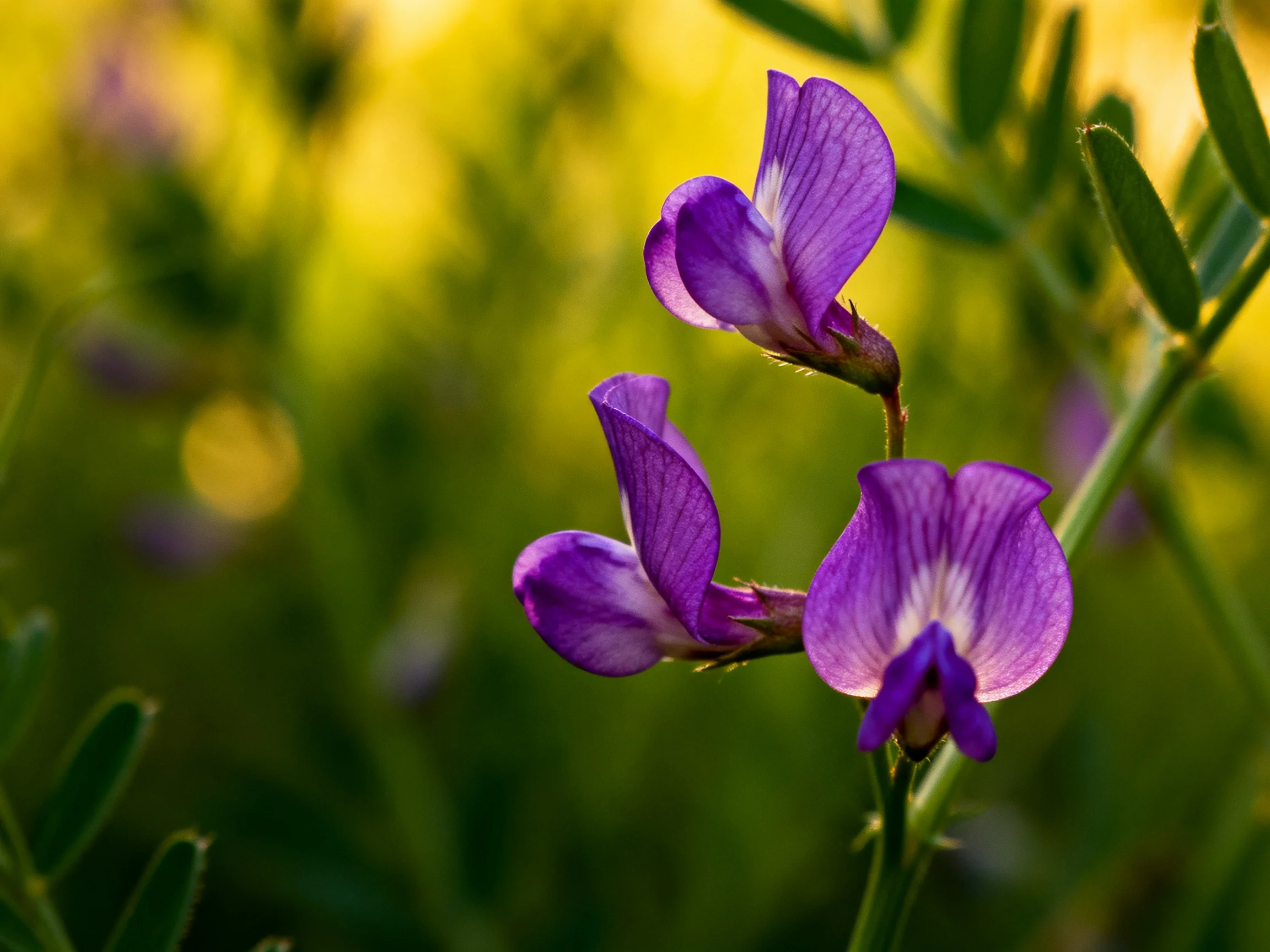 Three purple wildflowers with white centers in green foliage