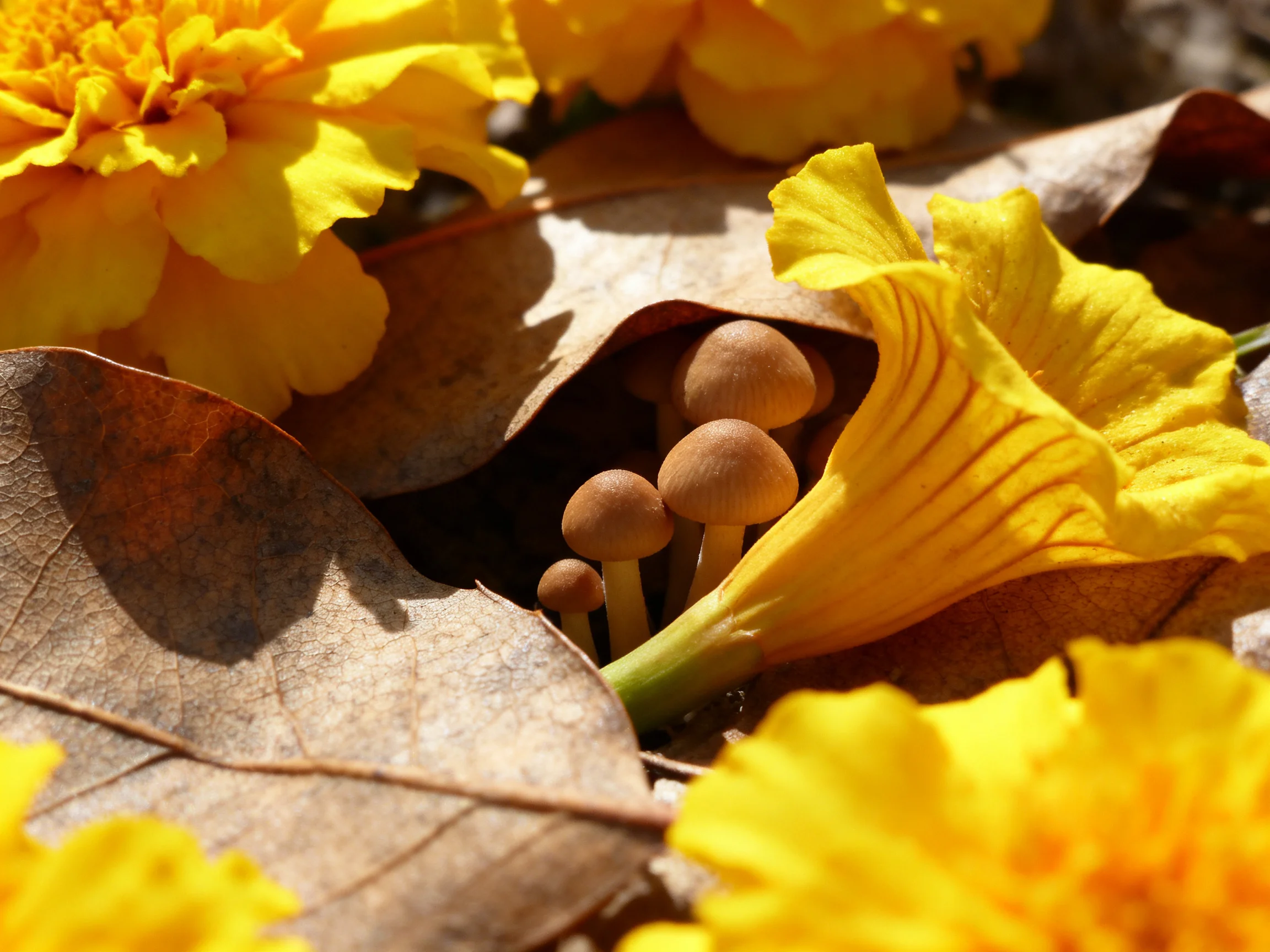 Three small brown mushrooms amid vibrant yellow flowers and dry brown leaves