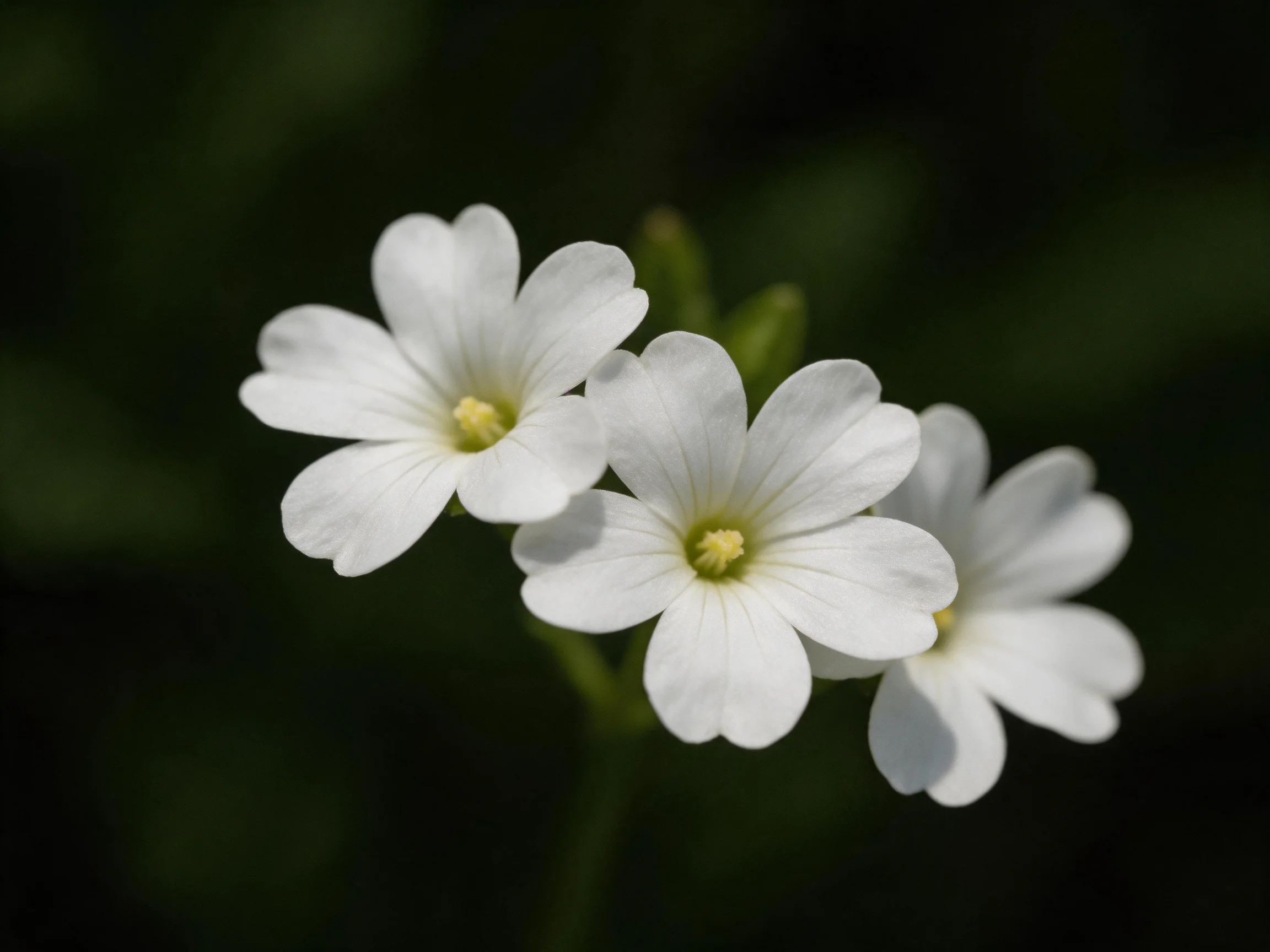 Three small white flowers with yellow centers bloom amid dark greenery