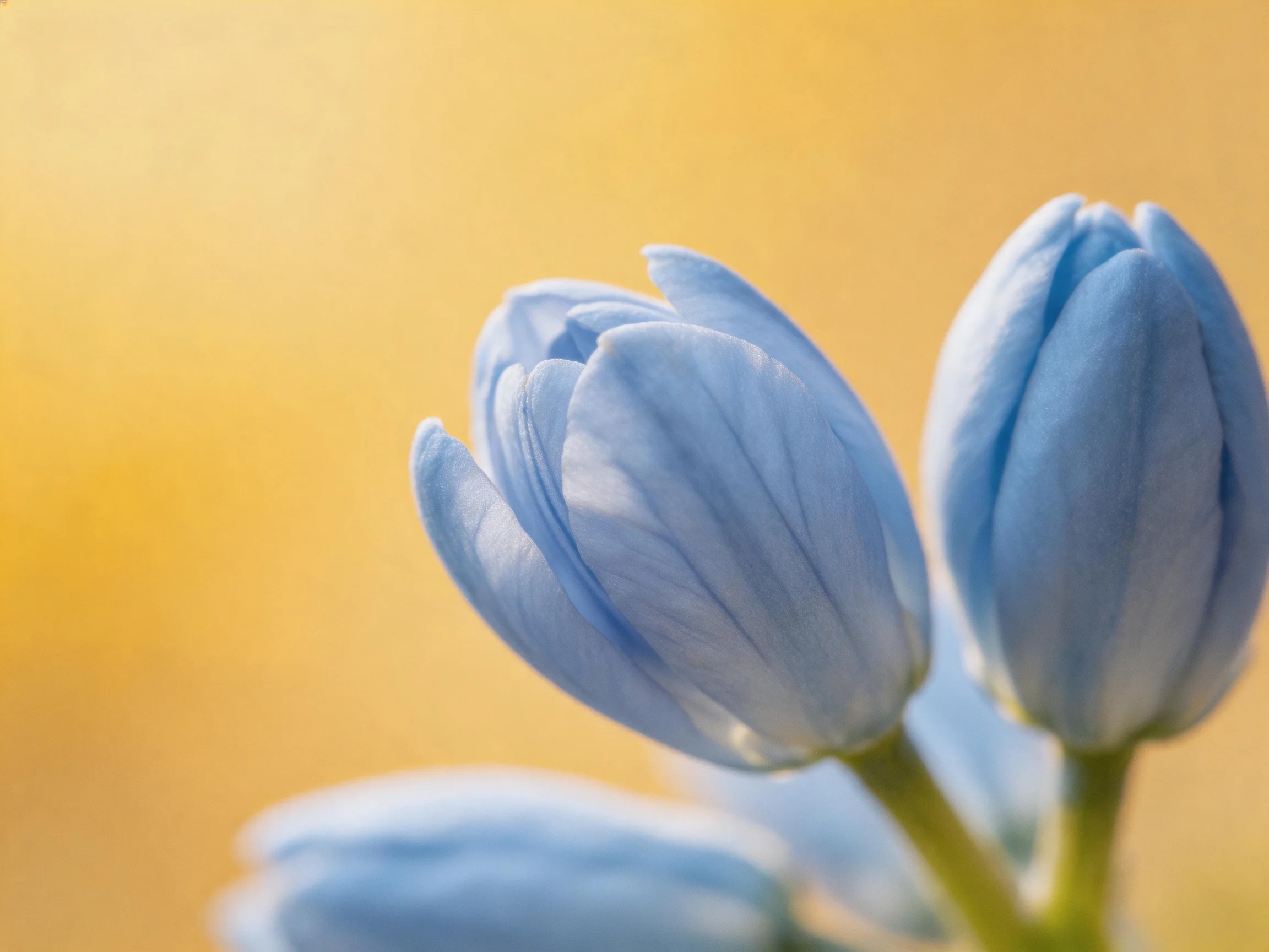 Three soft blue flower buds against a warm golden backdrop