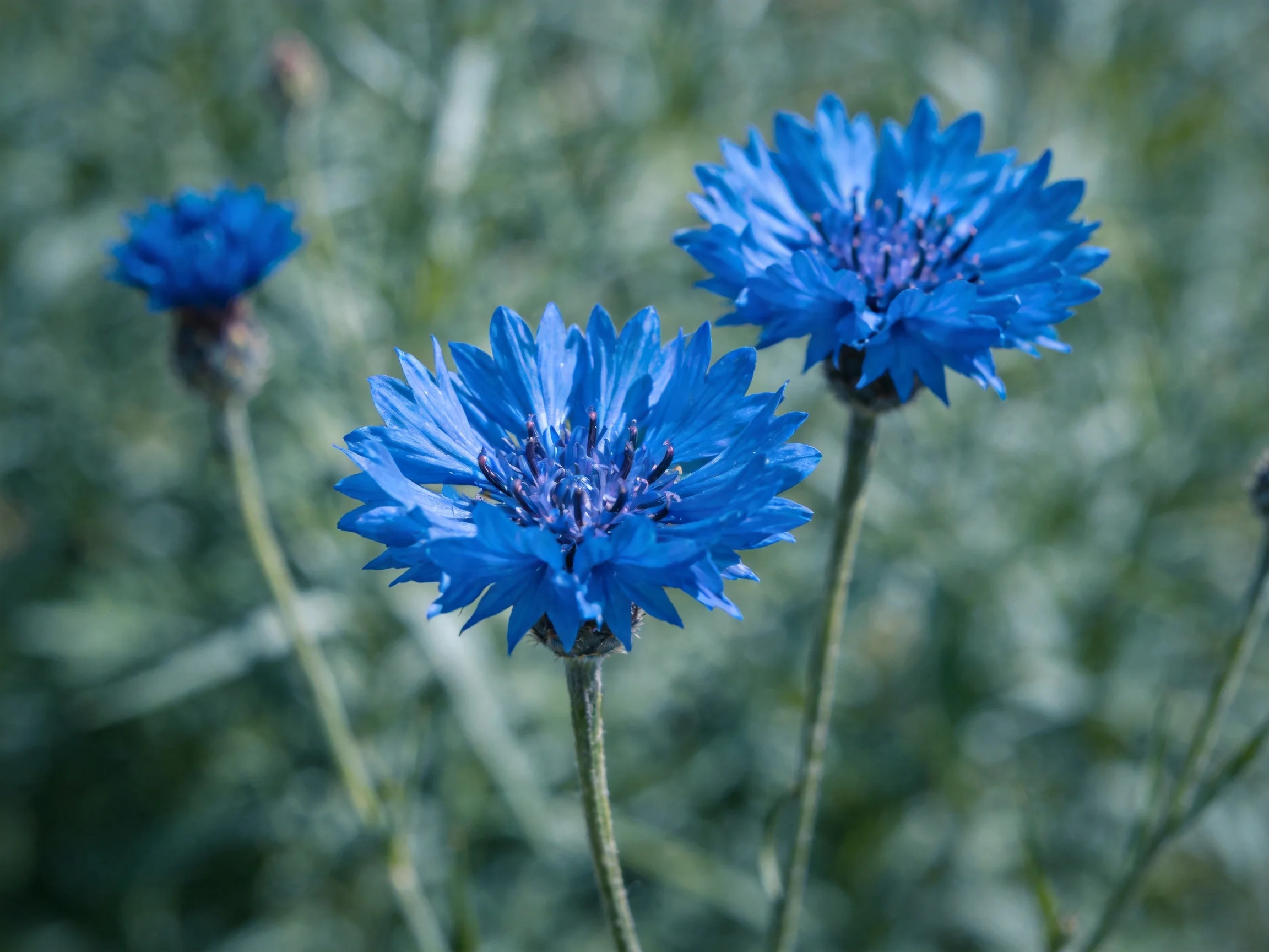 Three vibrant blue cornflowers bloom in a softly blurred green background