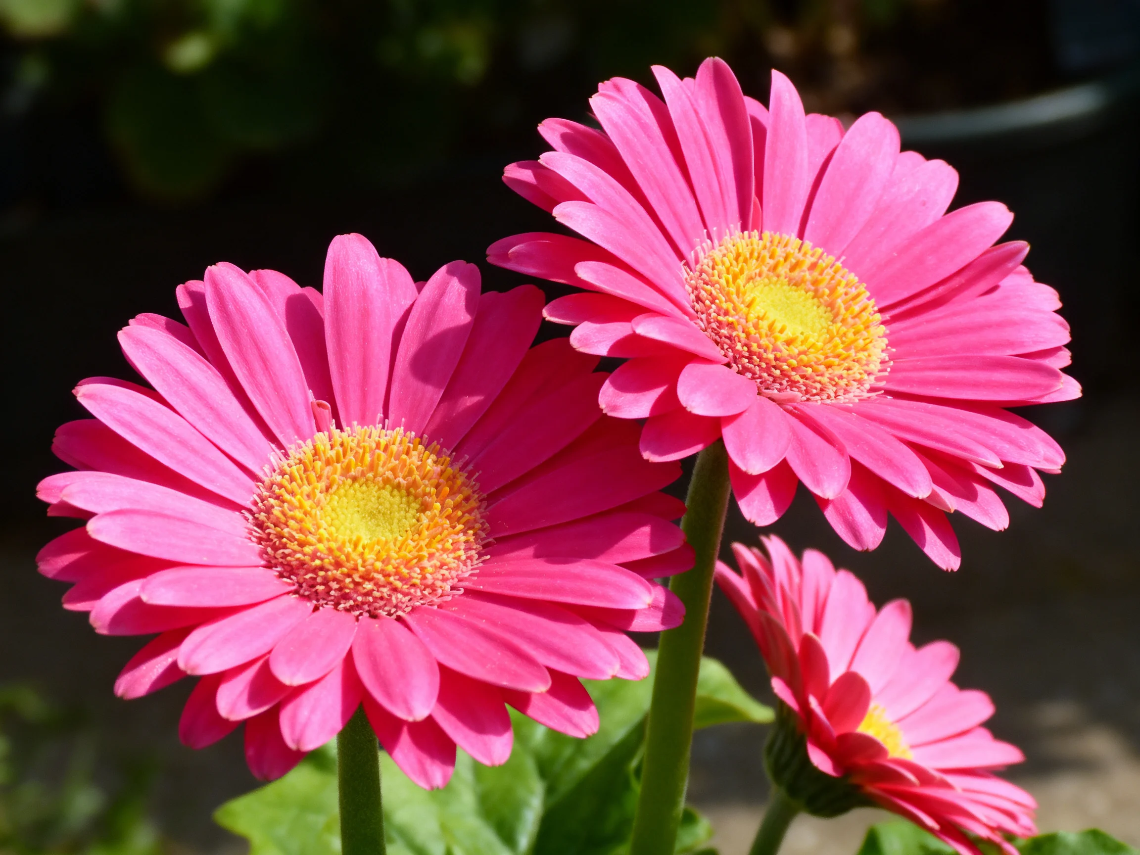 Three vibrant pink gerbera daisies with yellow centers