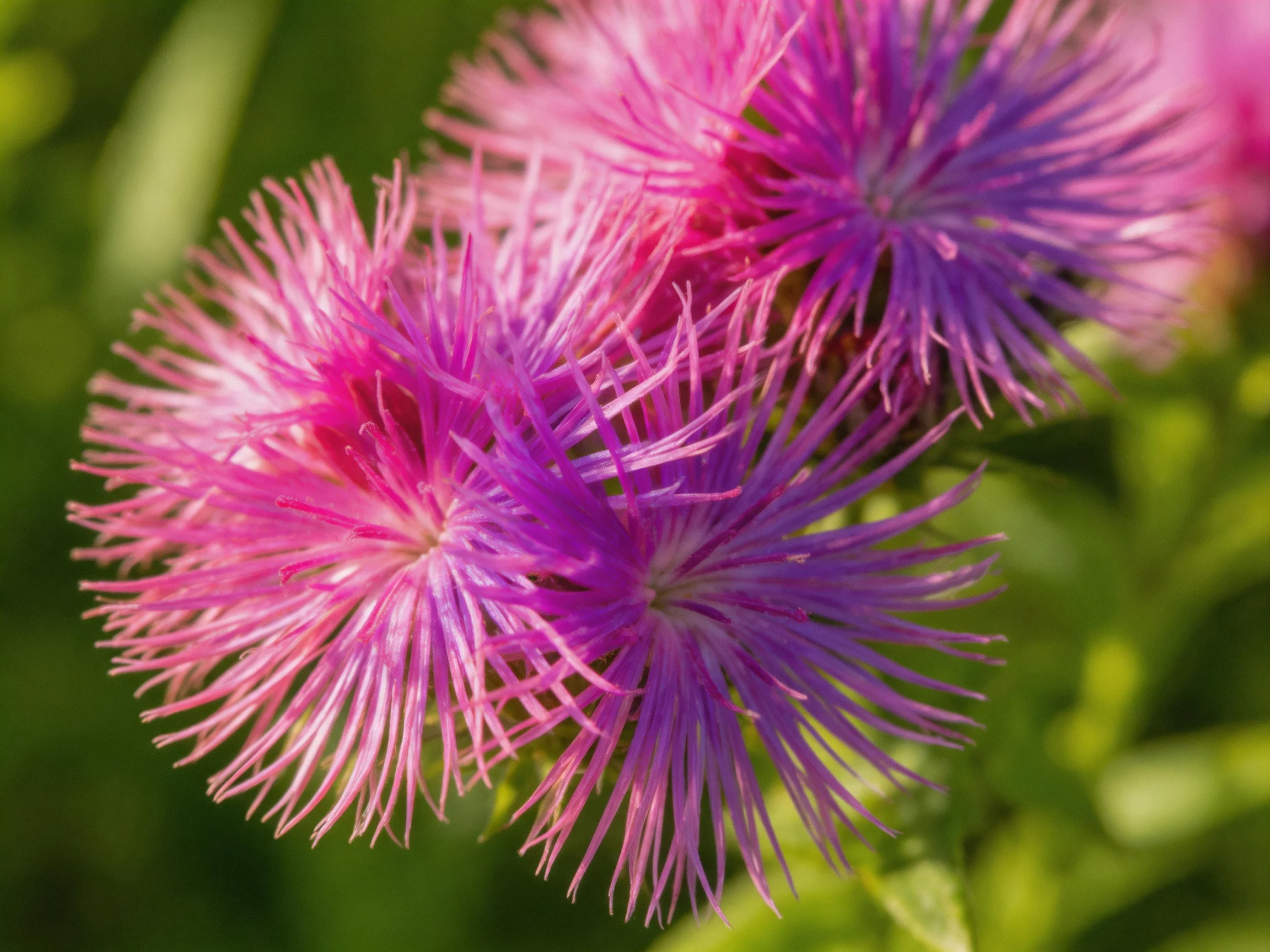 Three vibrant pink-purple flower clusters with spiky petals bloom among greenery