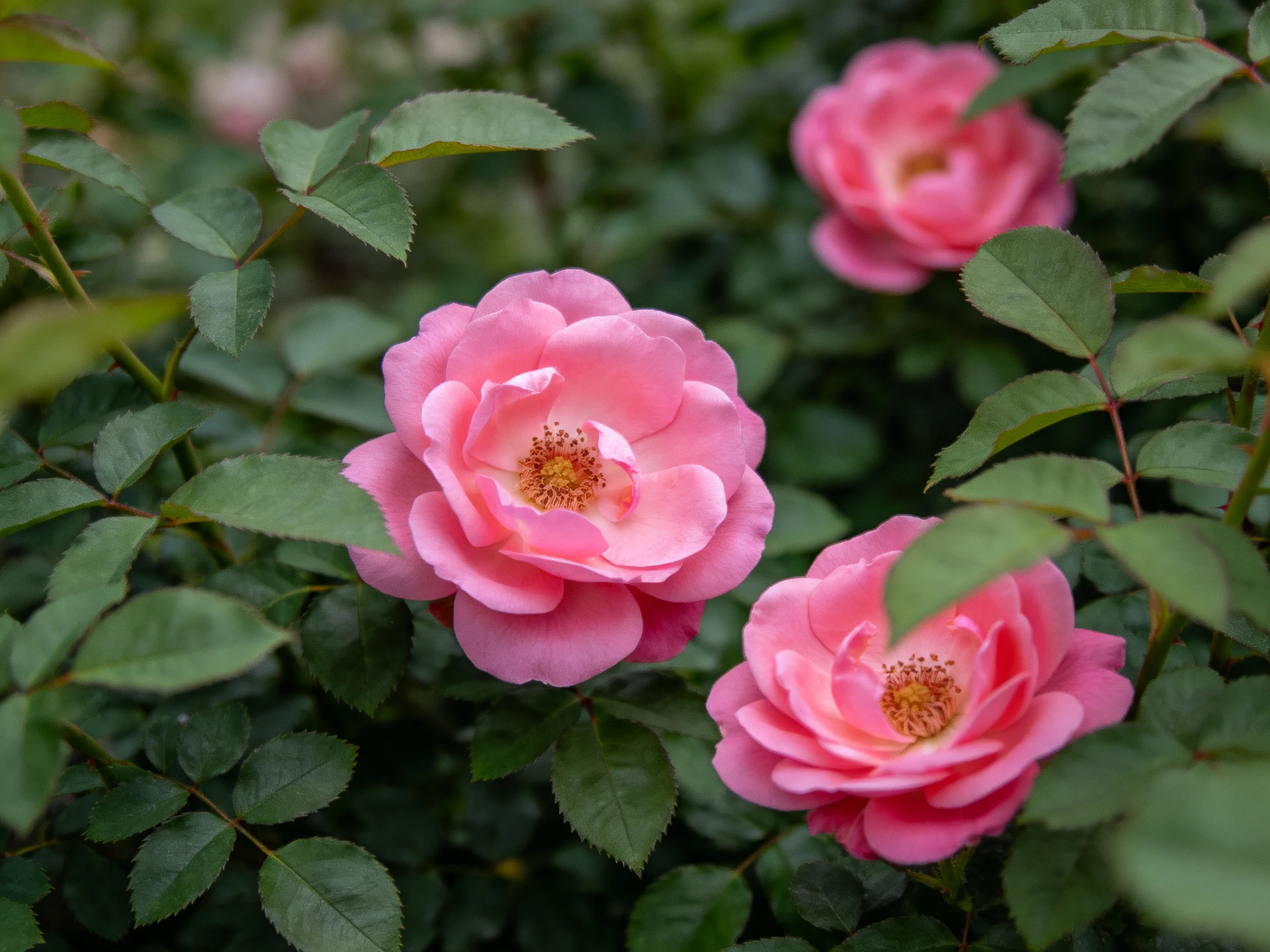 Three vibrant pink roses bloom among lush green foliage.
