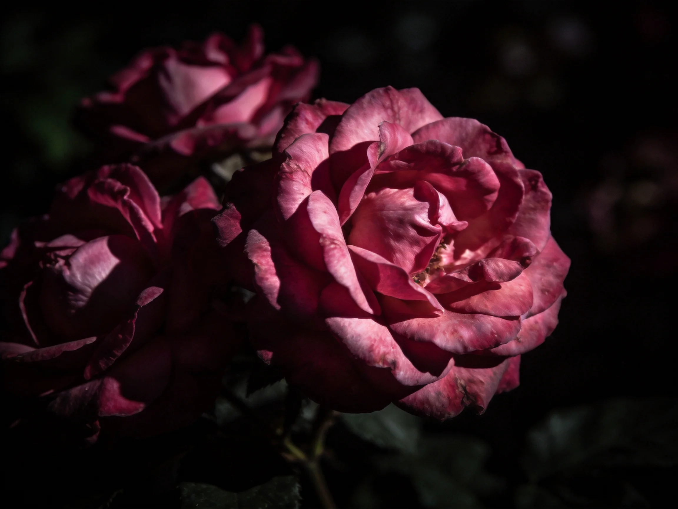 Three vibrant pink roses illuminated against a dark backdrop