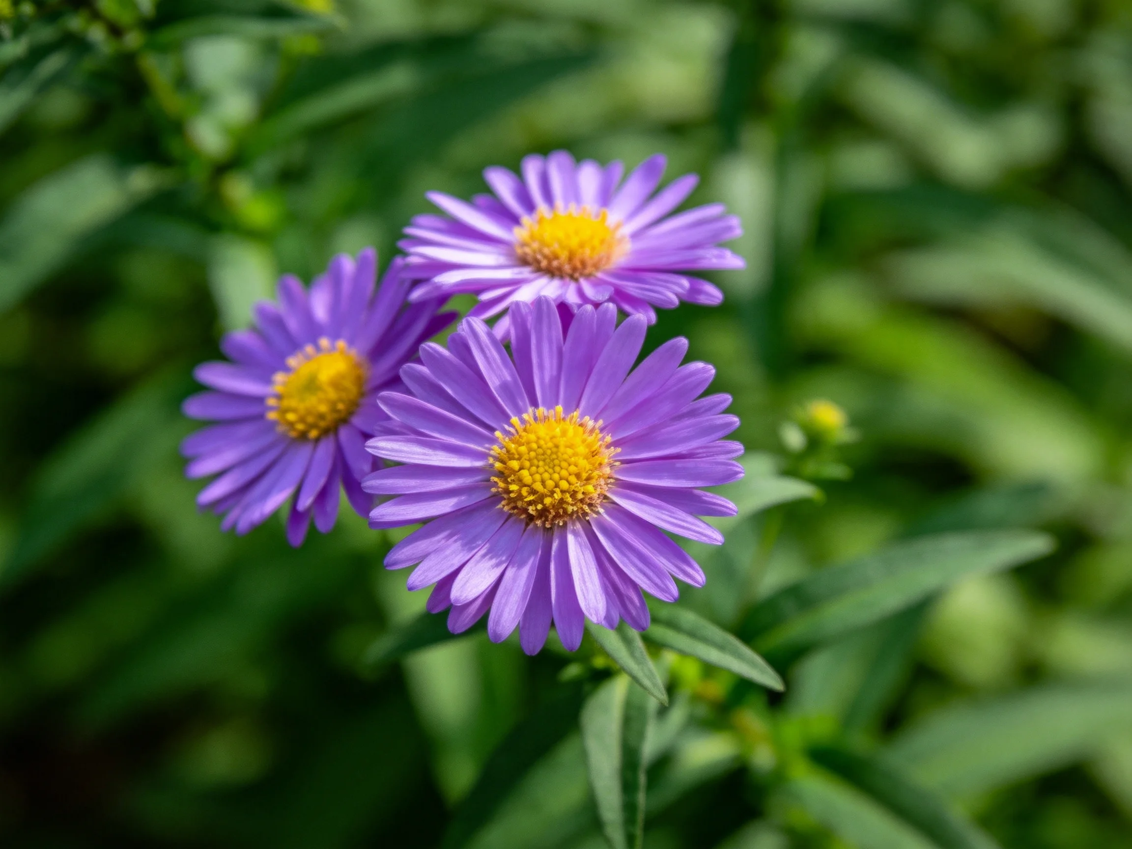 Three vibrant purple aster flowers with golden centers amid lush green foliage