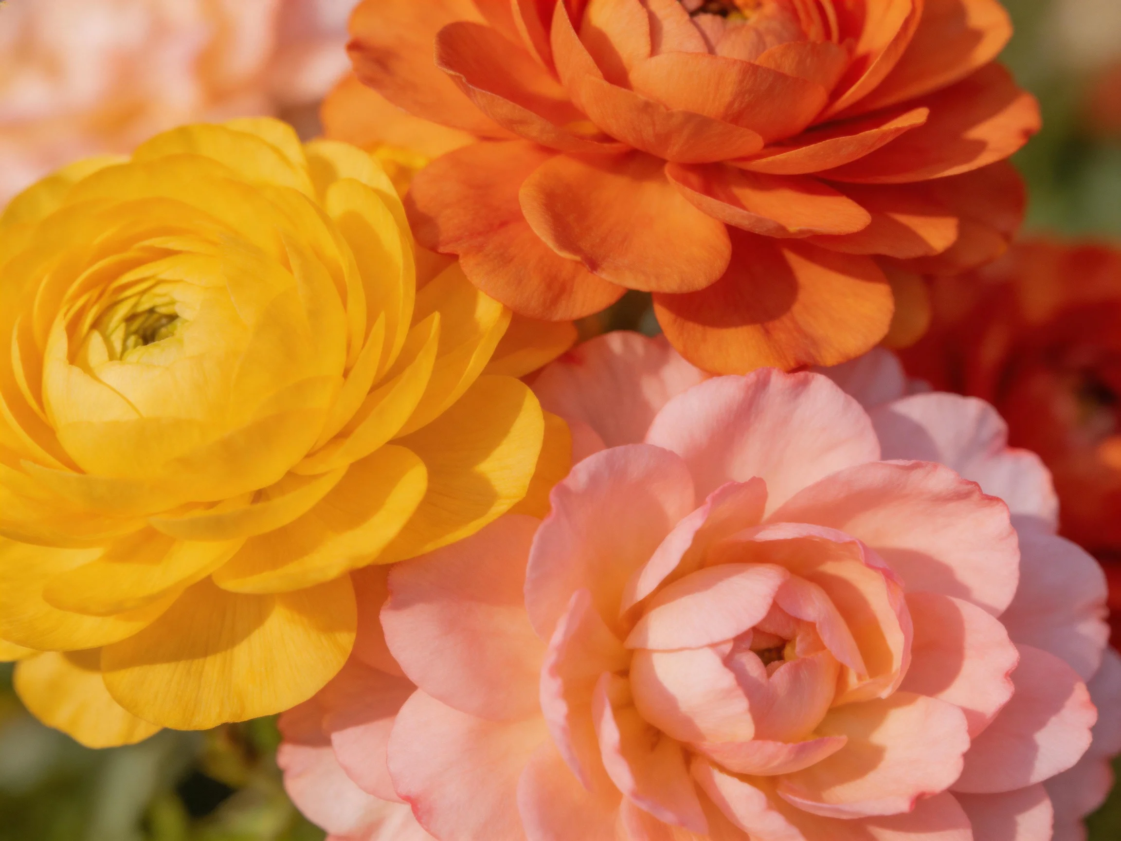 Three vibrant ranunculus blooms in bright yellow, orange, and pink