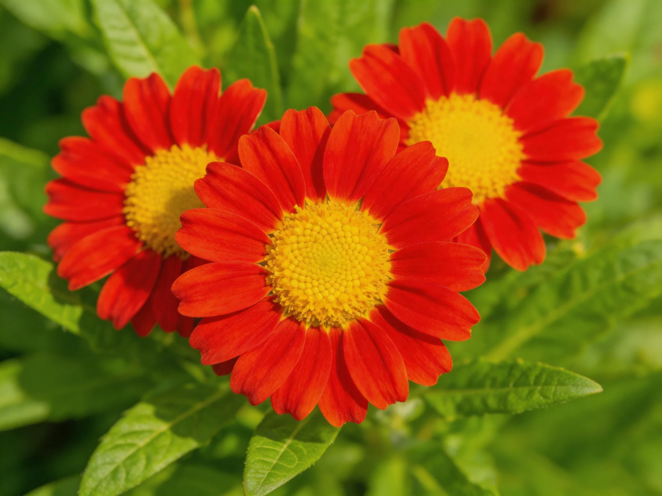 Three vibrant red flowers with golden centers amidst lush green foliage
