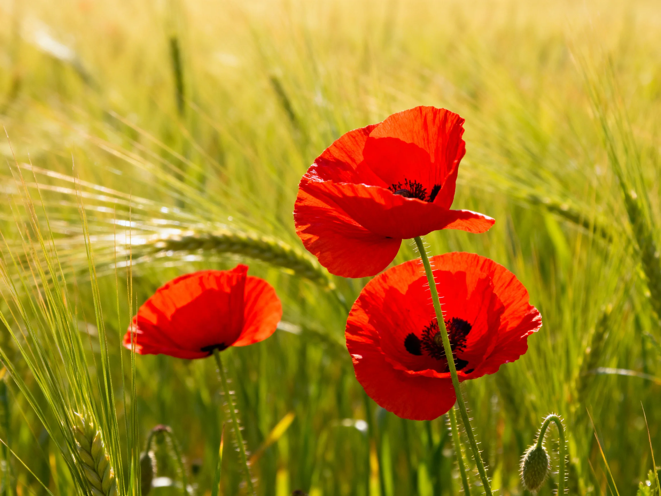 Three vibrant red poppies bloom among tall green wheat stalks