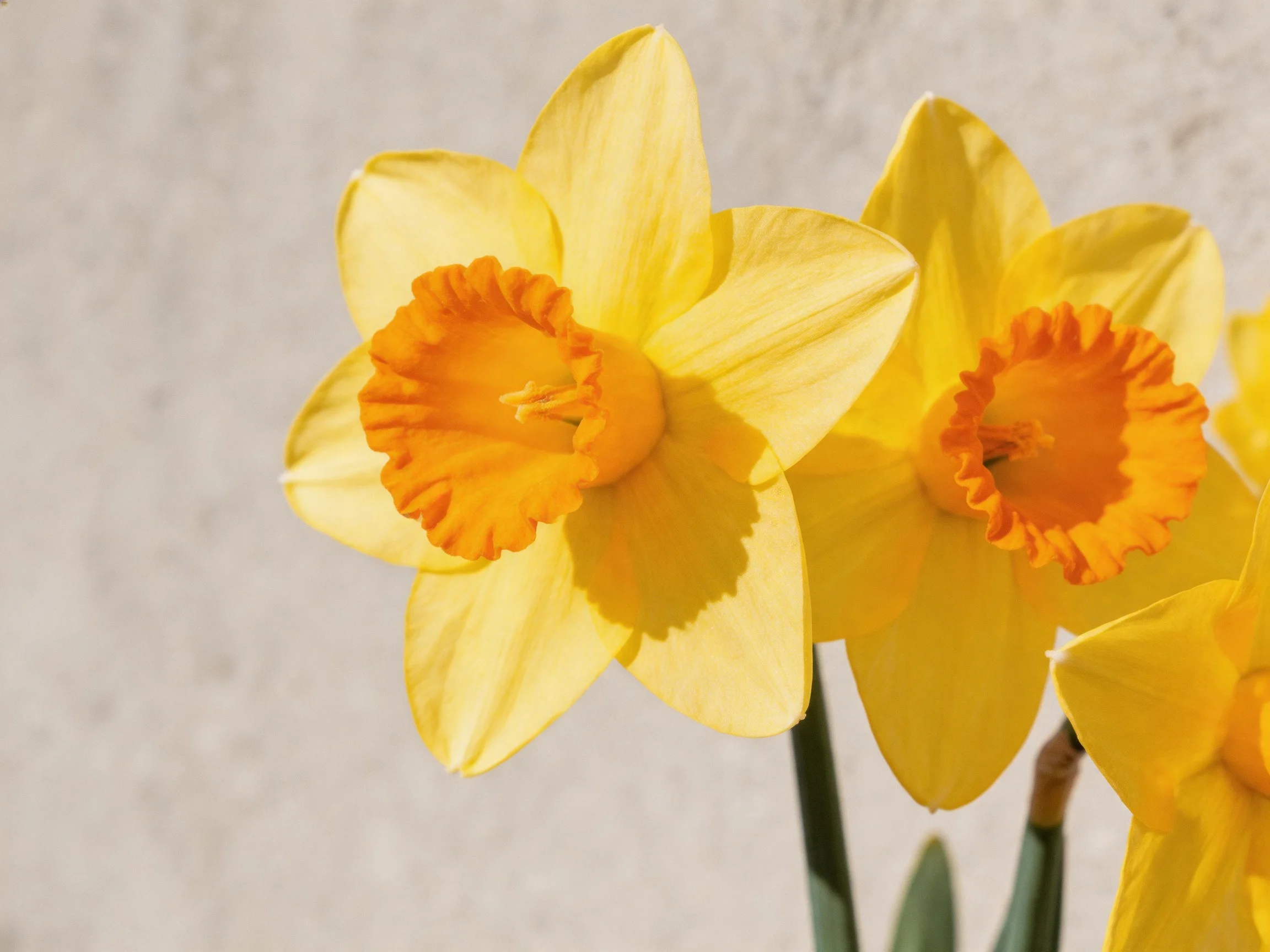 Three vibrant yellow daffodils with orange centers against a light wall