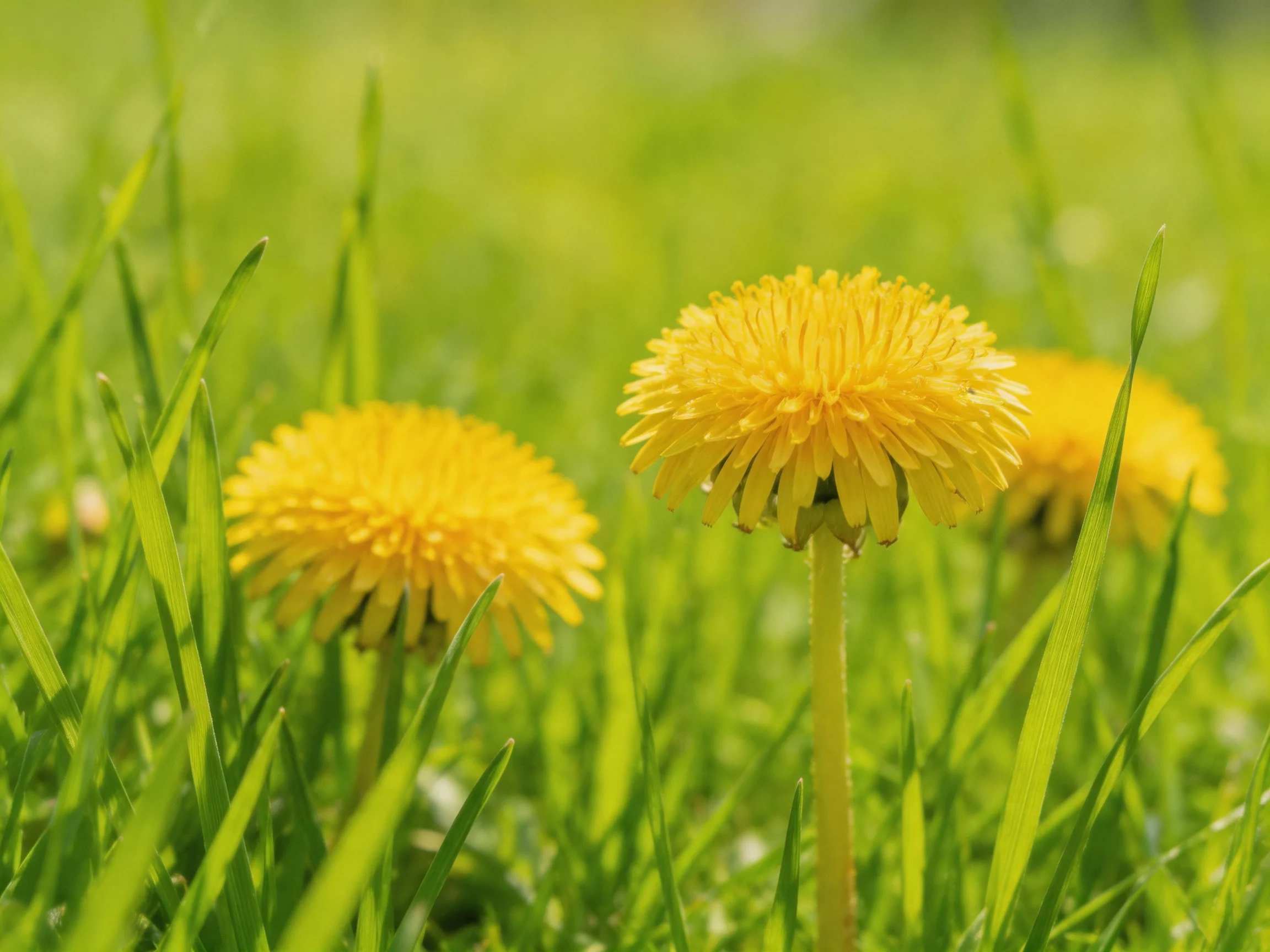 Three vibrant yellow dandelions bloom among lush green grass