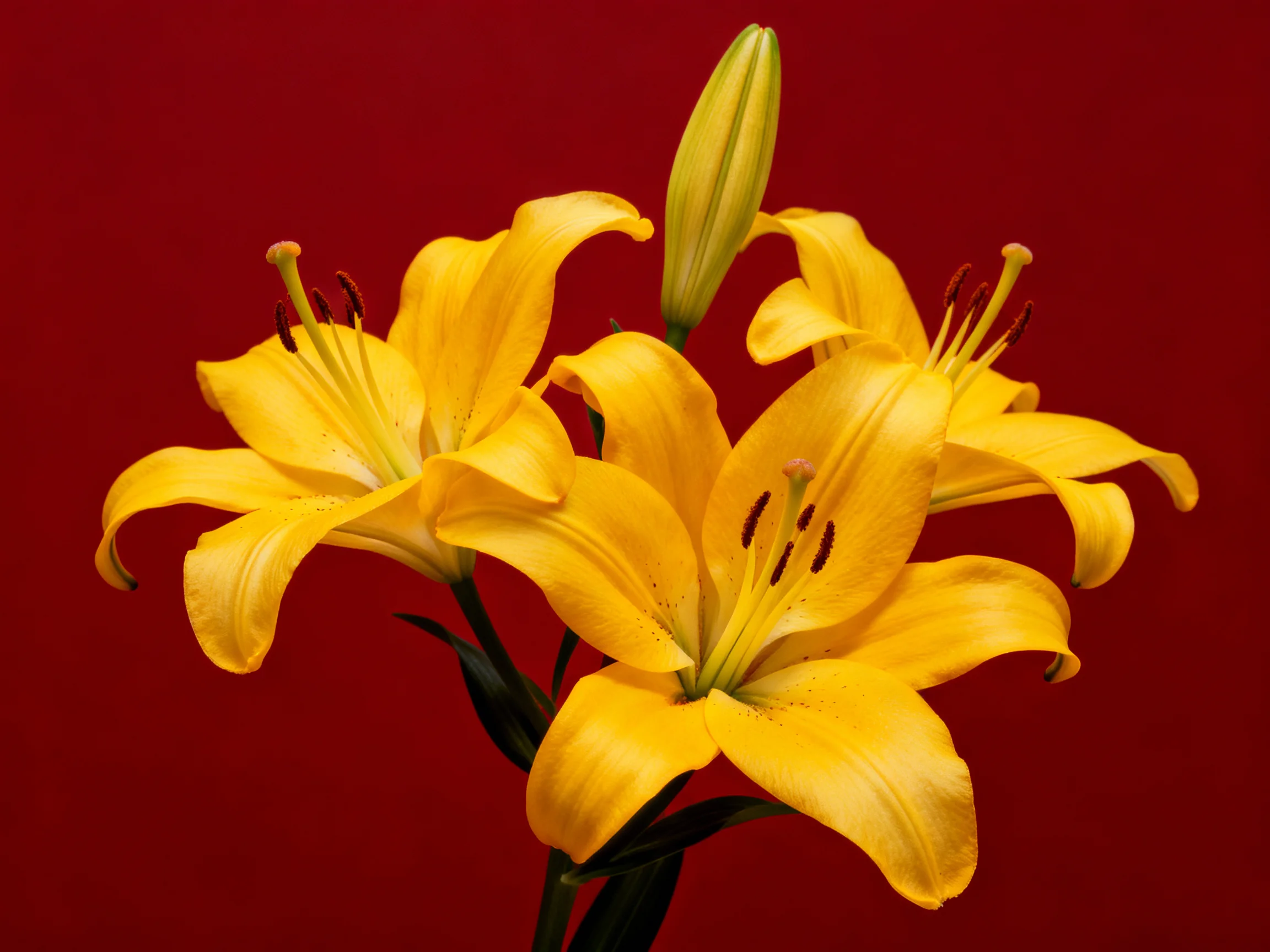 Three vibrant yellow lilies with a single bud against a deep red backdrop