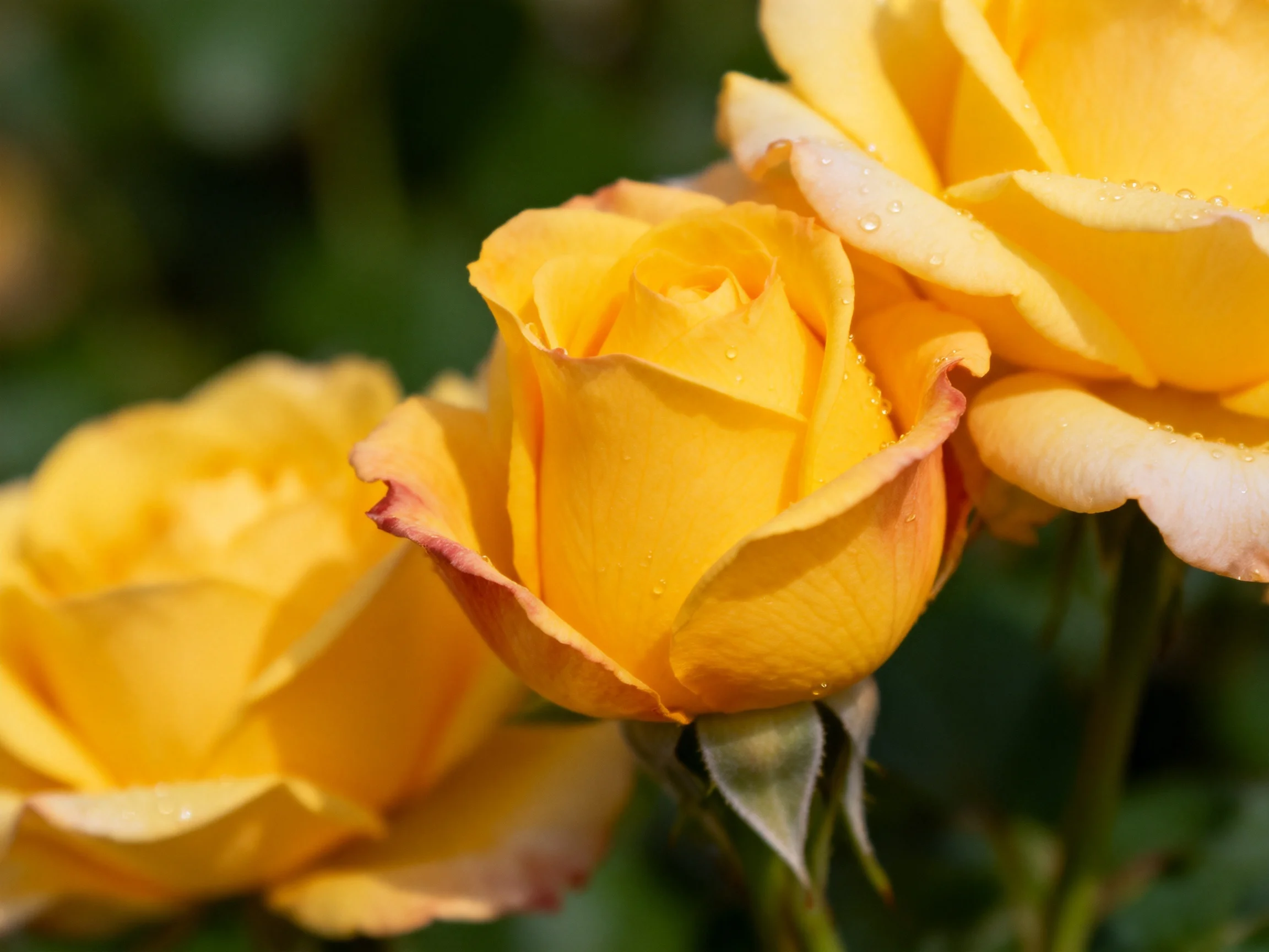 Three vibrant yellow roses with dewdrops in a lush garden
