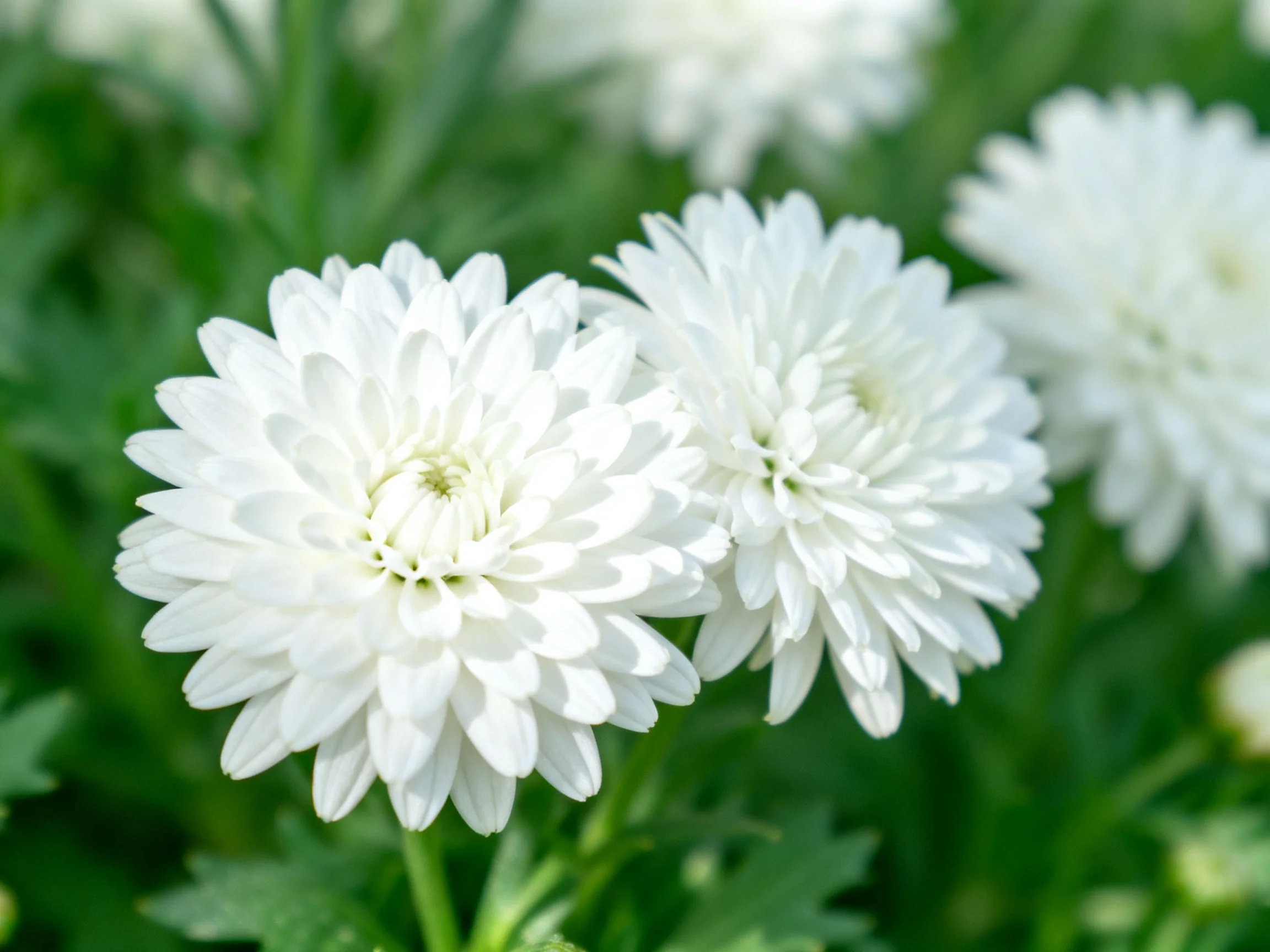 Three white chrysanthemums bloom among lush green foliage