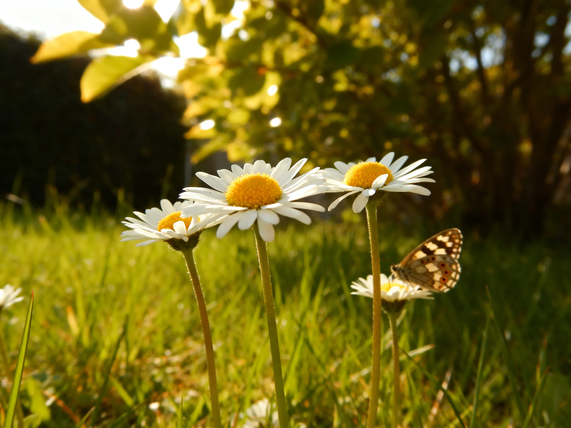 Three white daisies with yellow centers and a brown-spotted butterfly in sunlit grass