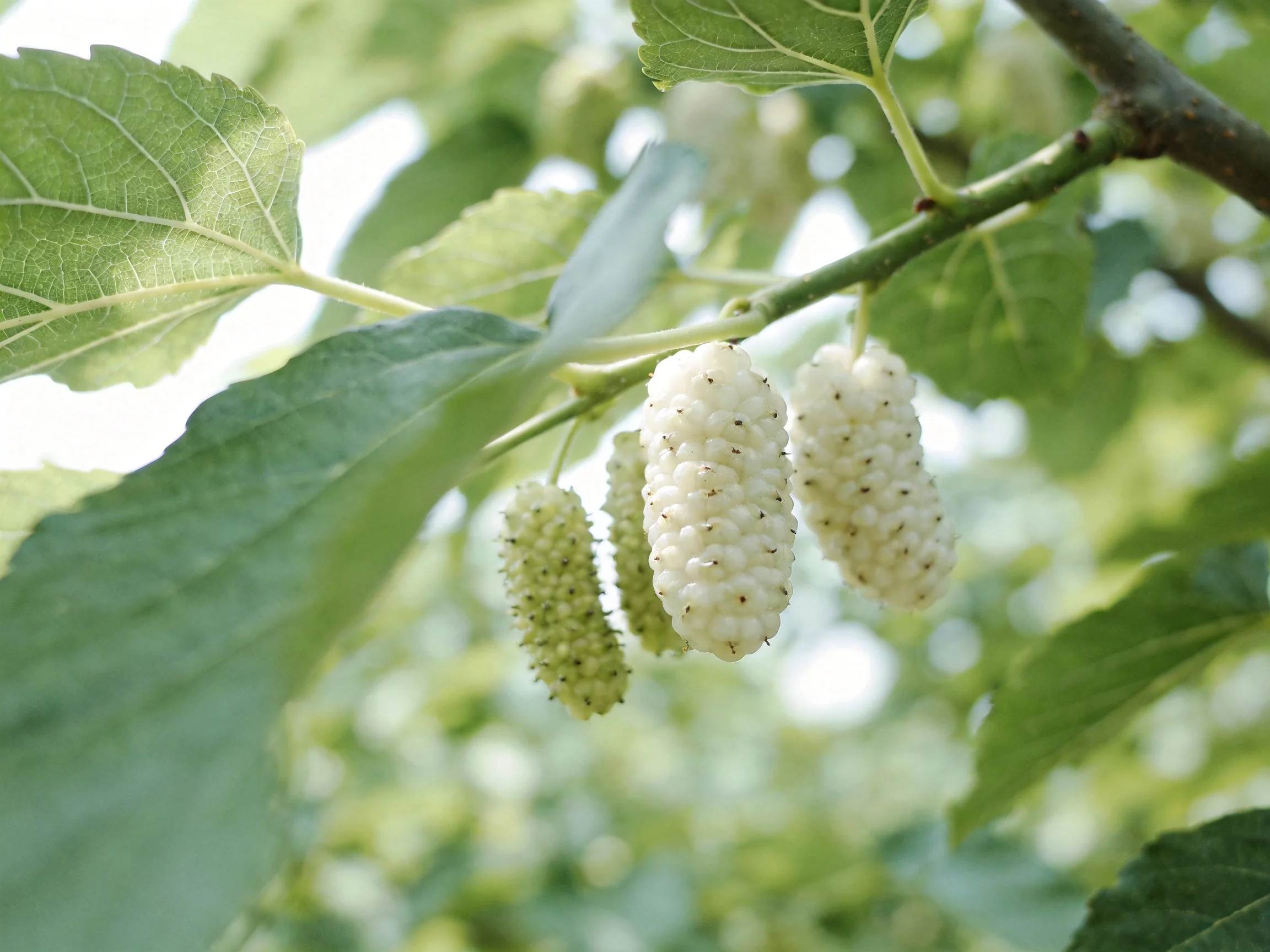 Three white mulberry clusters hang from a branch with broad green leaves