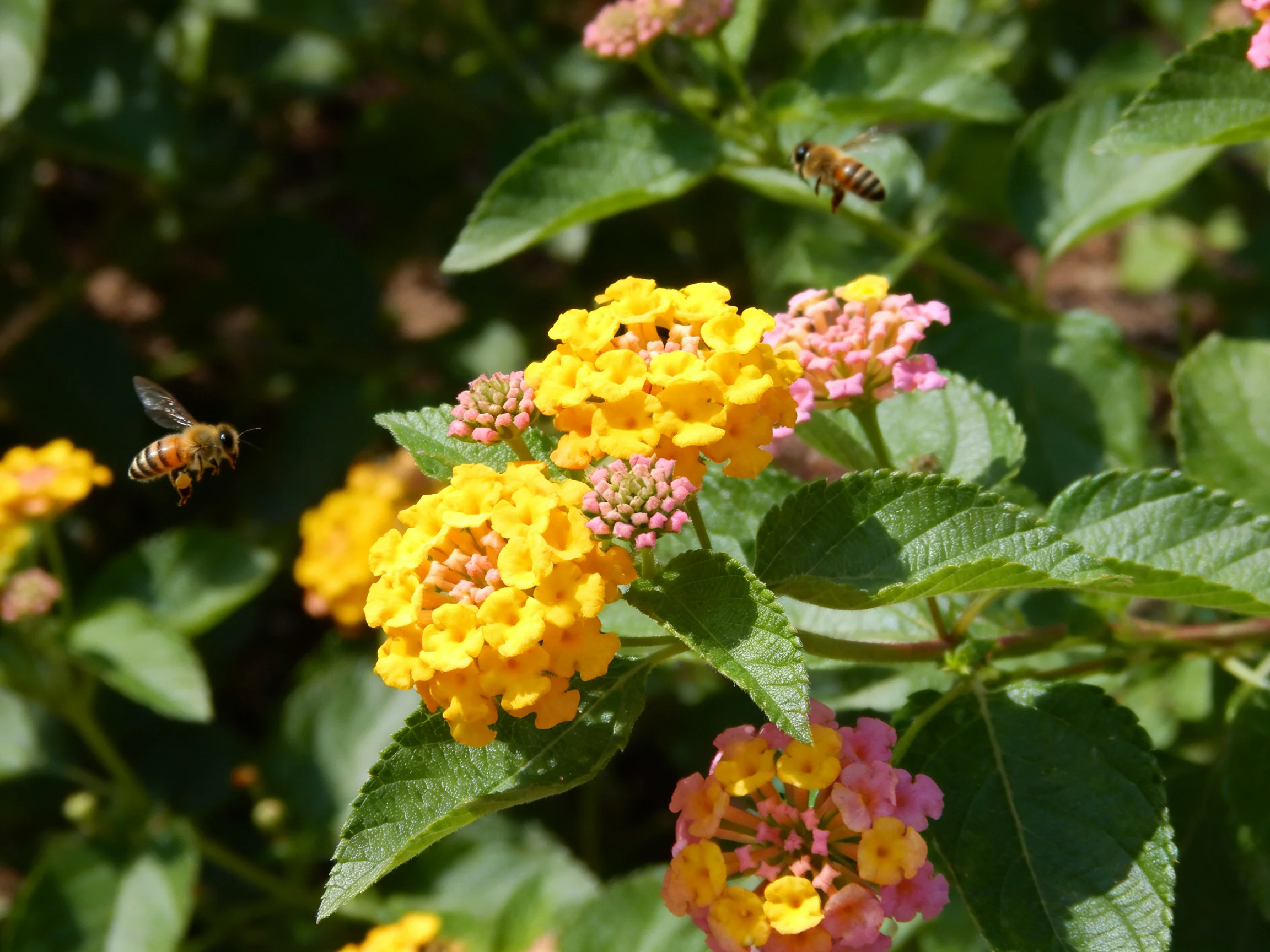 Two bees hover over bright yellow and pink lantana blooms