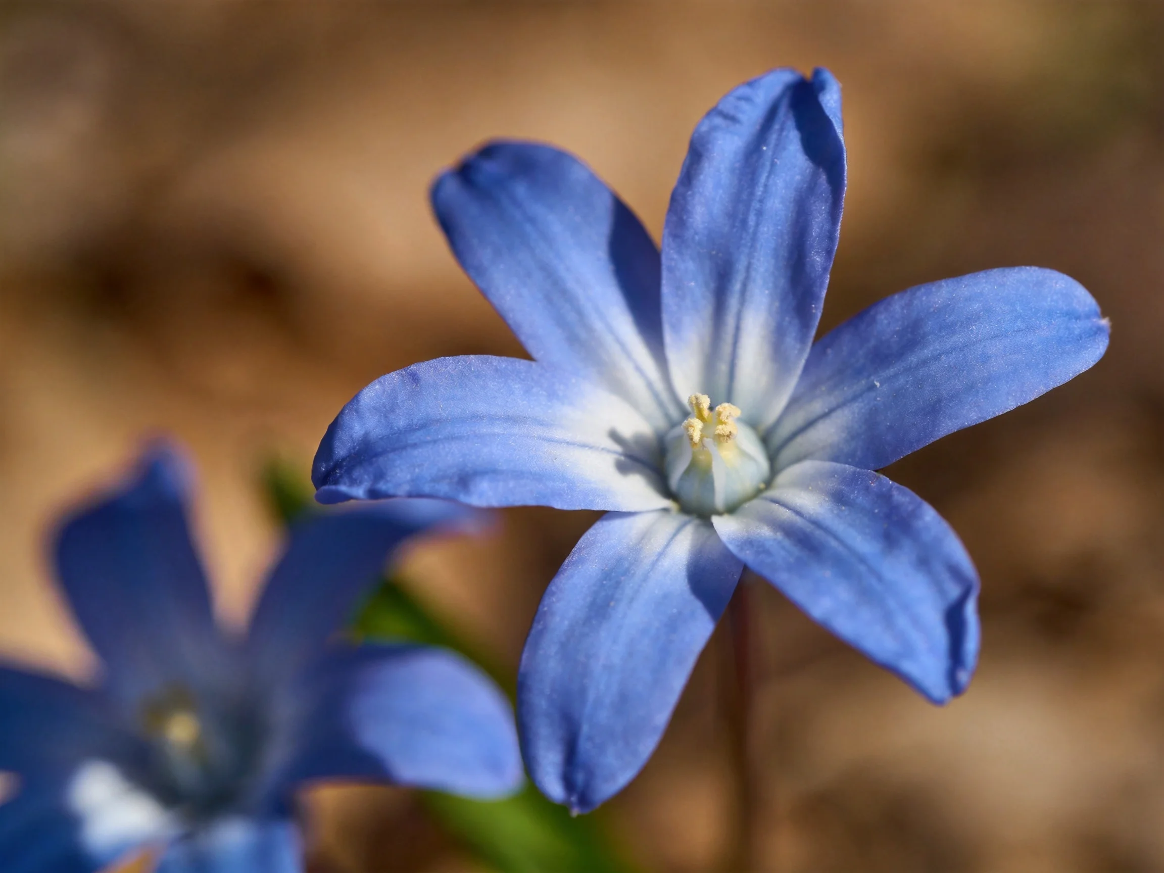 Two blue star - shaped flowers in sharp detail against blurred earthy background