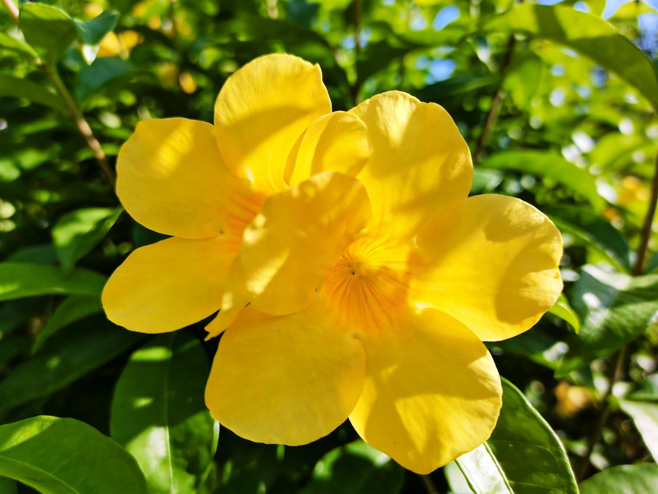 Two bright yellow flowers bloom amid lush green foliage