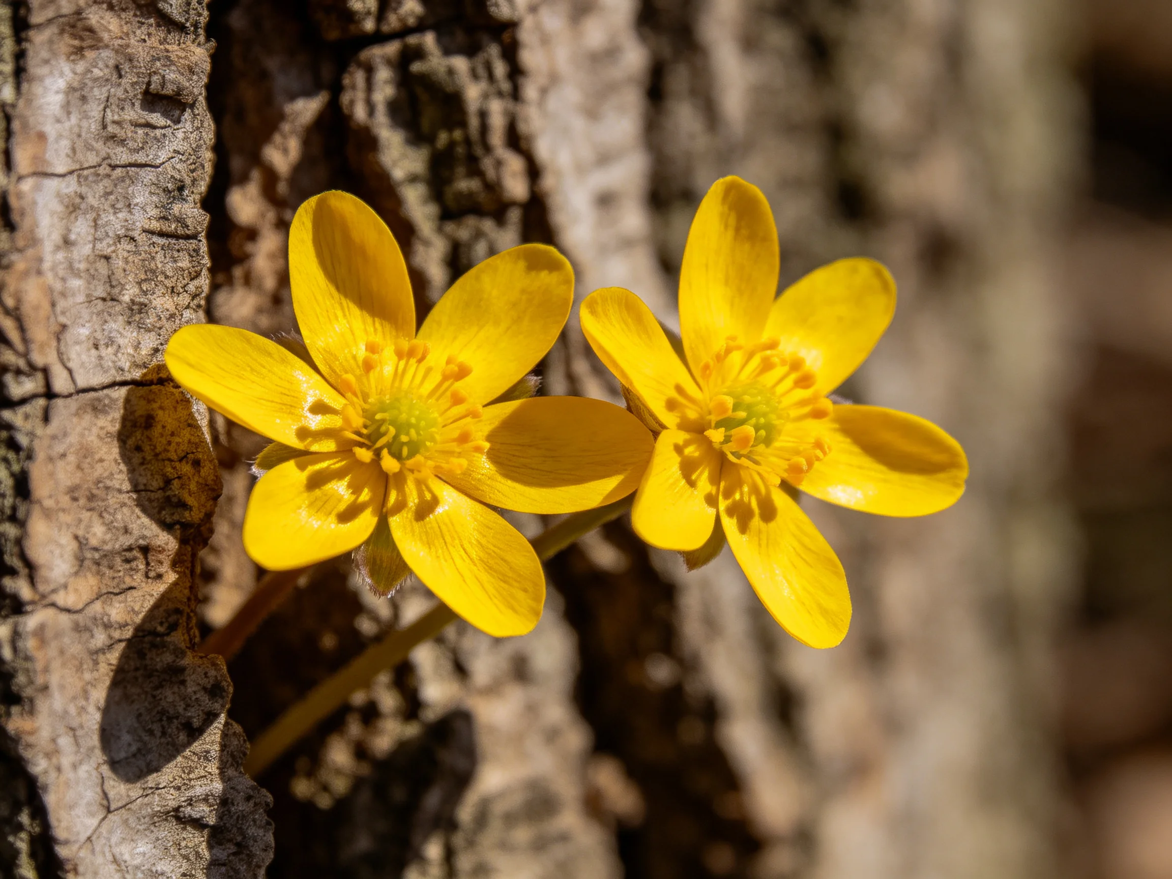 Two bright yellow wildflowers bloom beside textured tree bark
