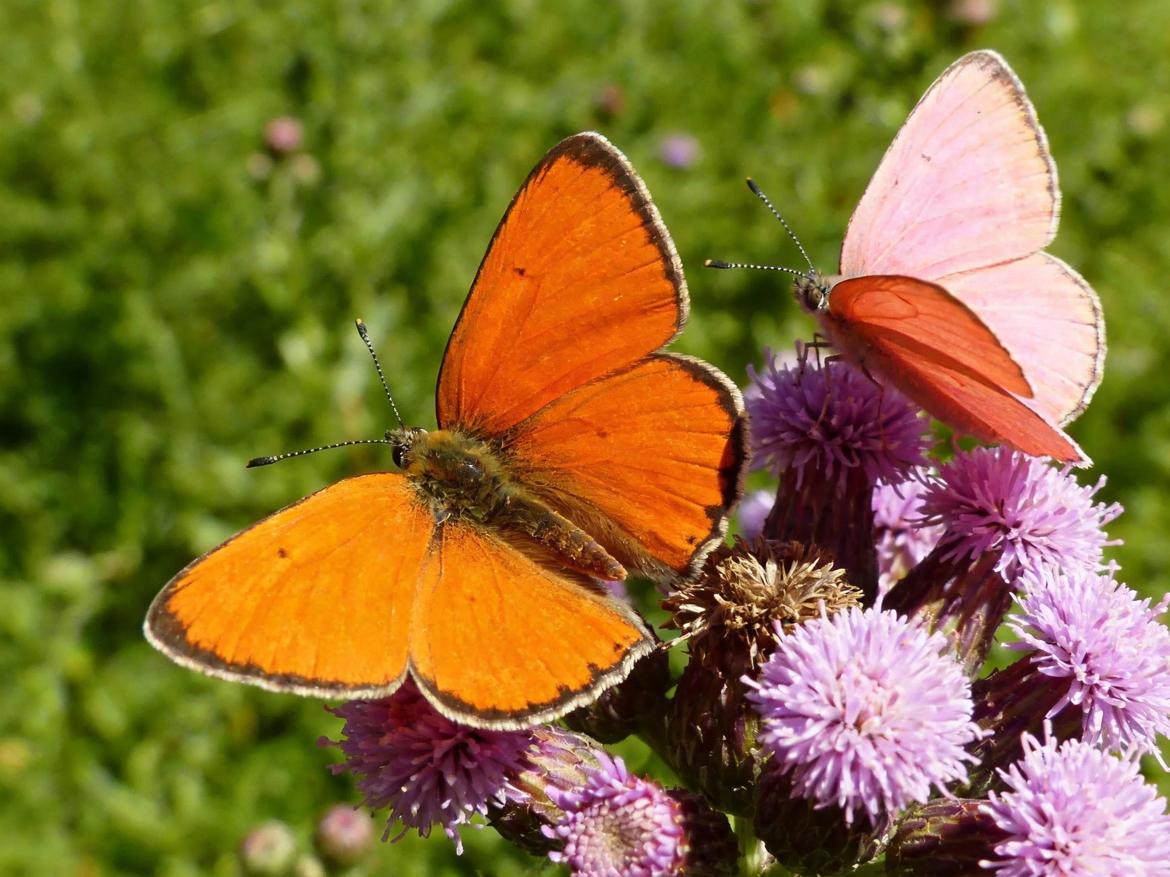 Two butterflies, one orange, one pink, rest on purple flowers