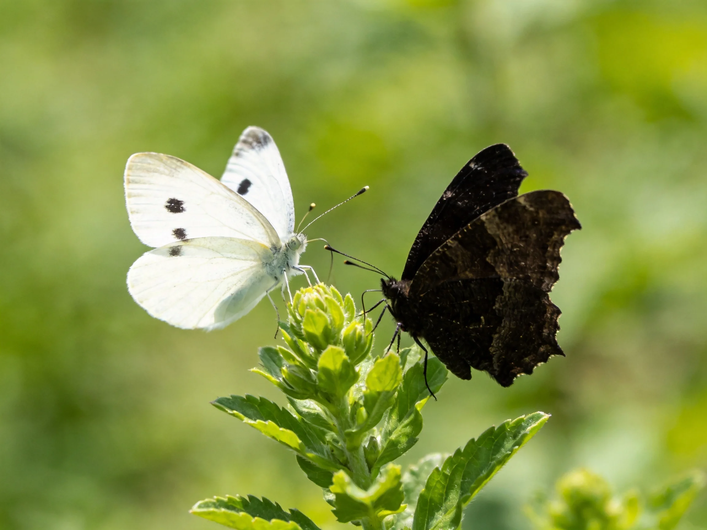 Two butterflies, one white with black spots, one dark, gather on a green plant