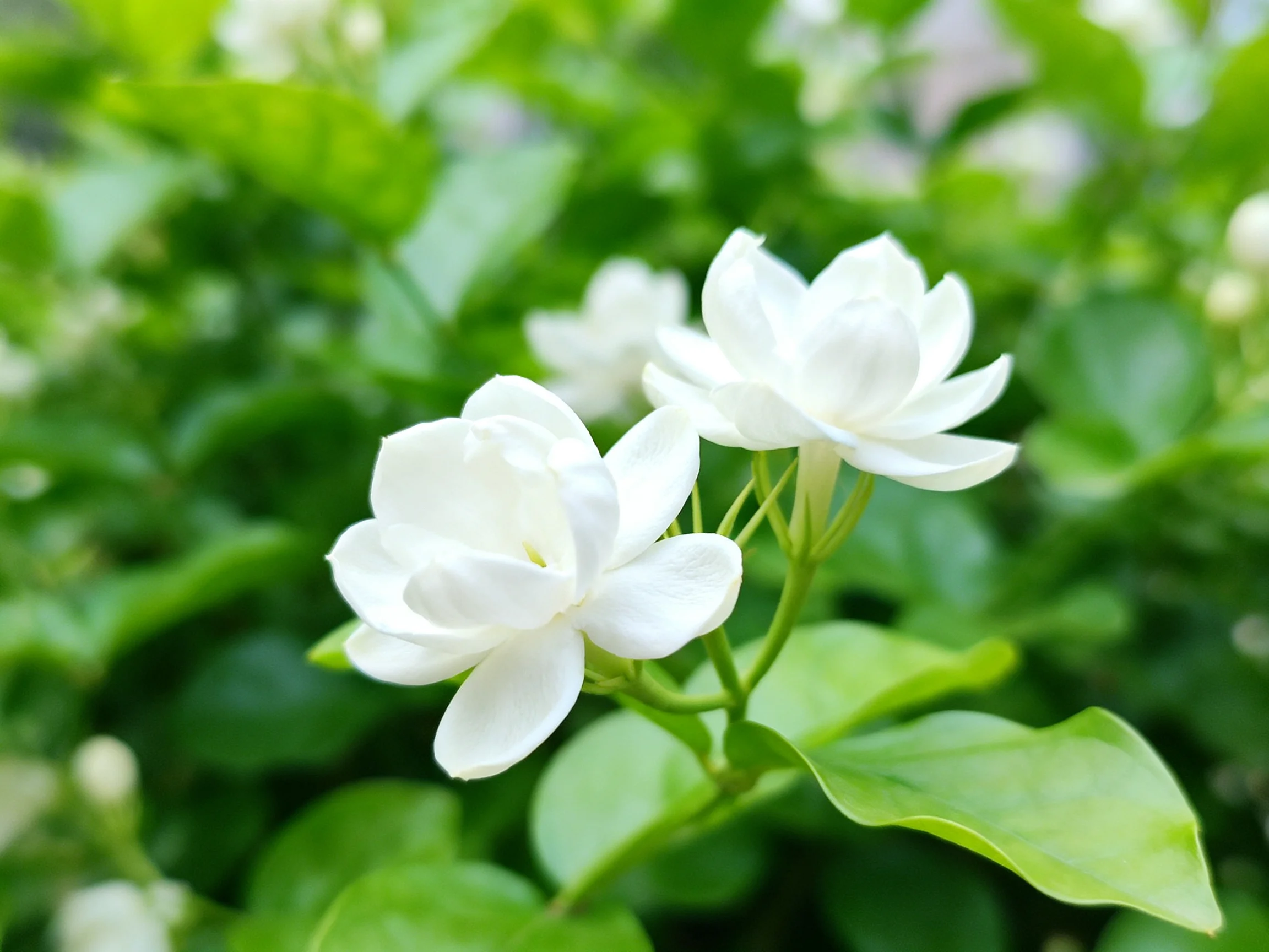 Two delicate white jasmine blooms amidst lush green foliage