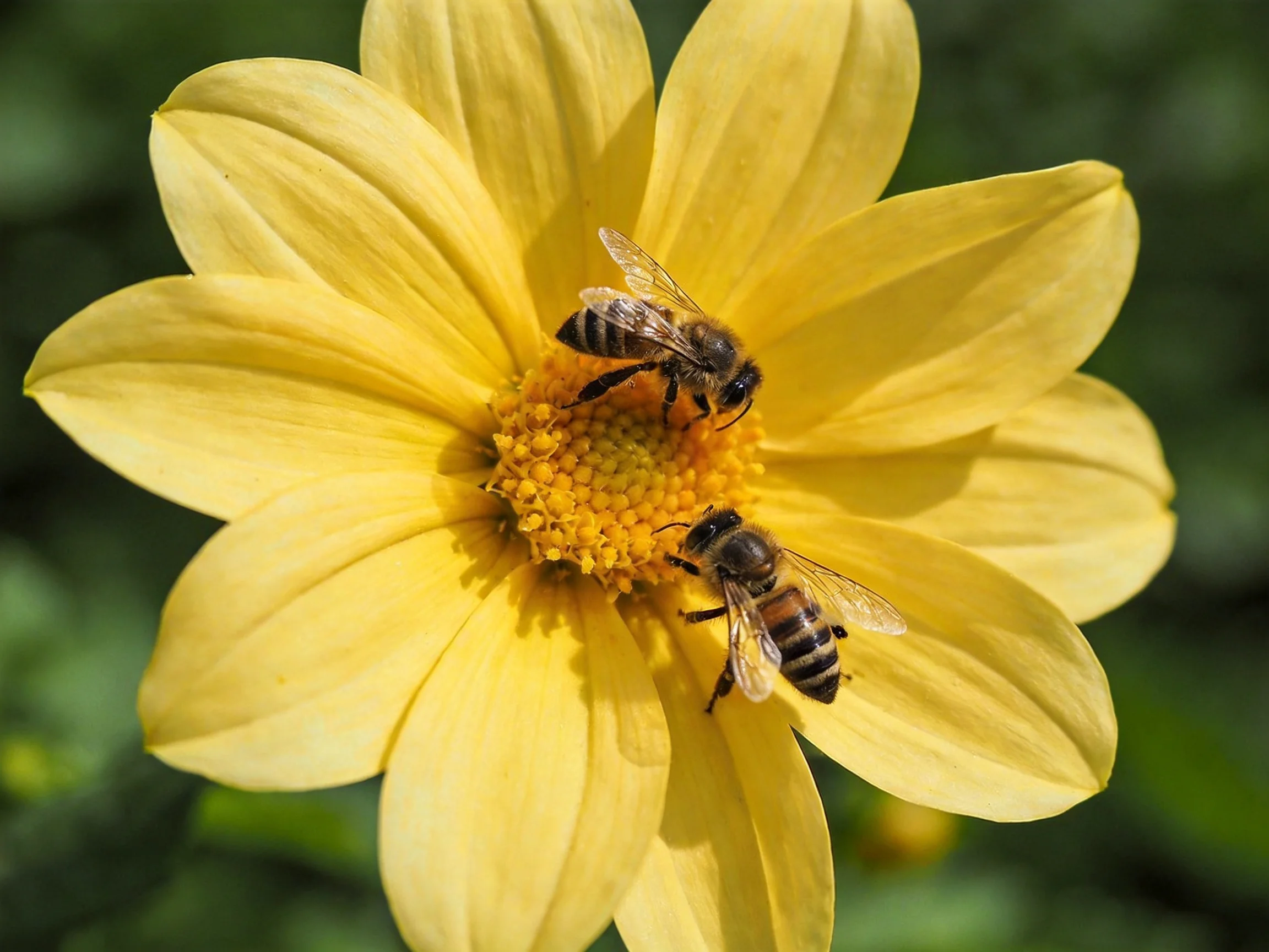 Two honeybees gathering nectar from a bright yellow flower