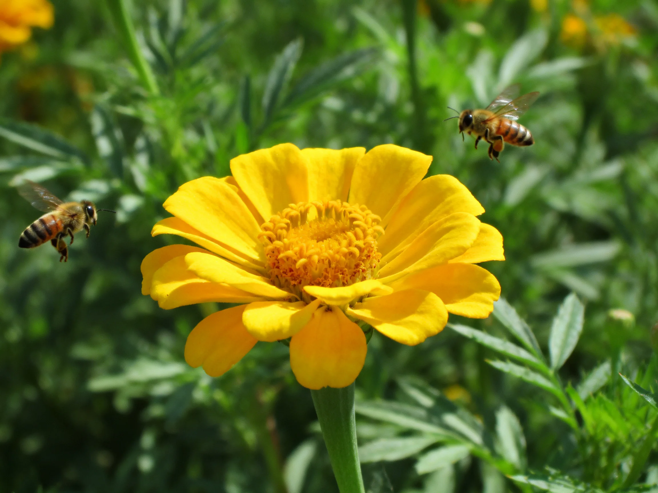 Two honeybees hover near a vibrant yellow flower amid lush greenery