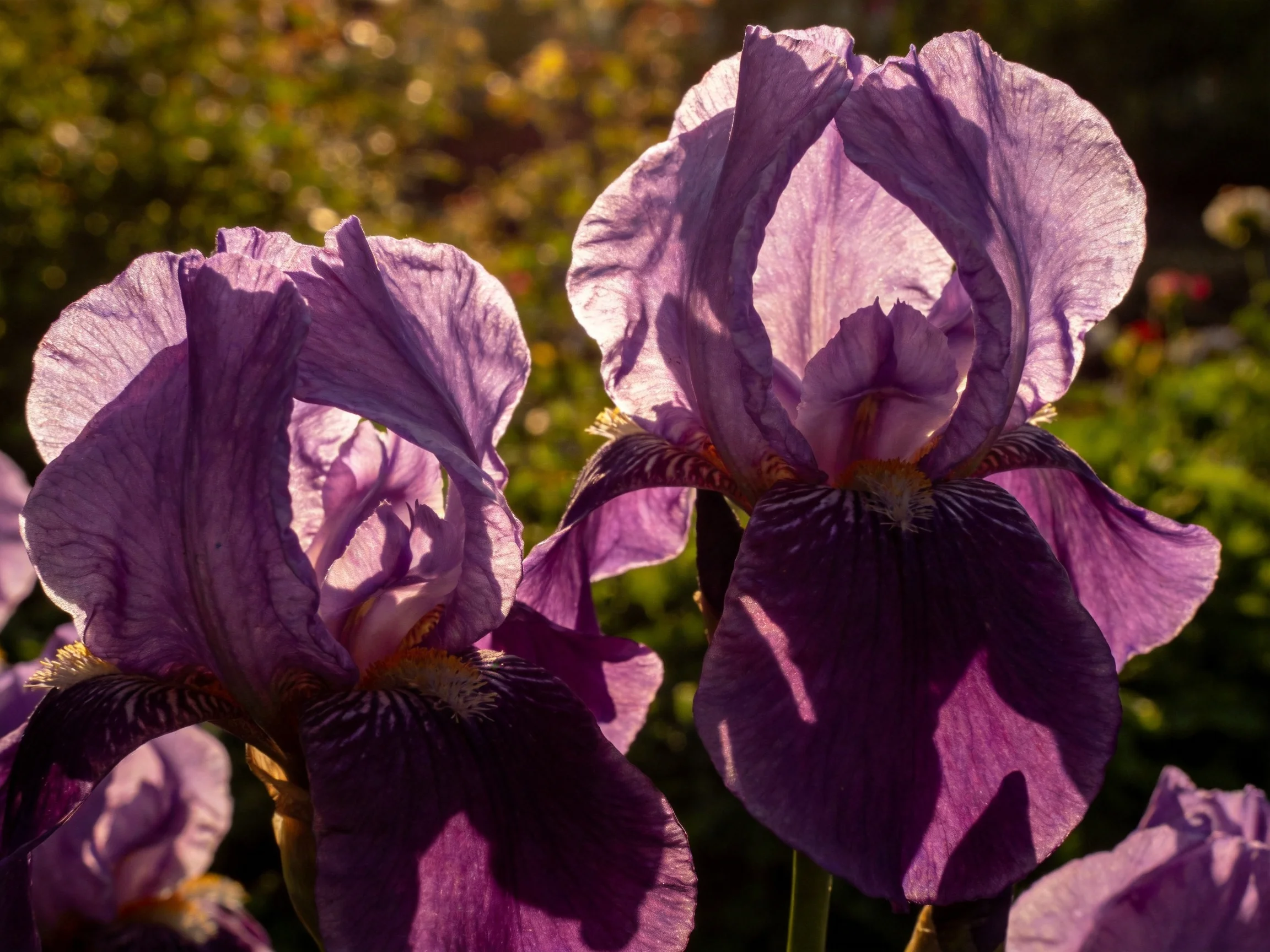 Two large purple iris flowers illuminated by warm sunlight