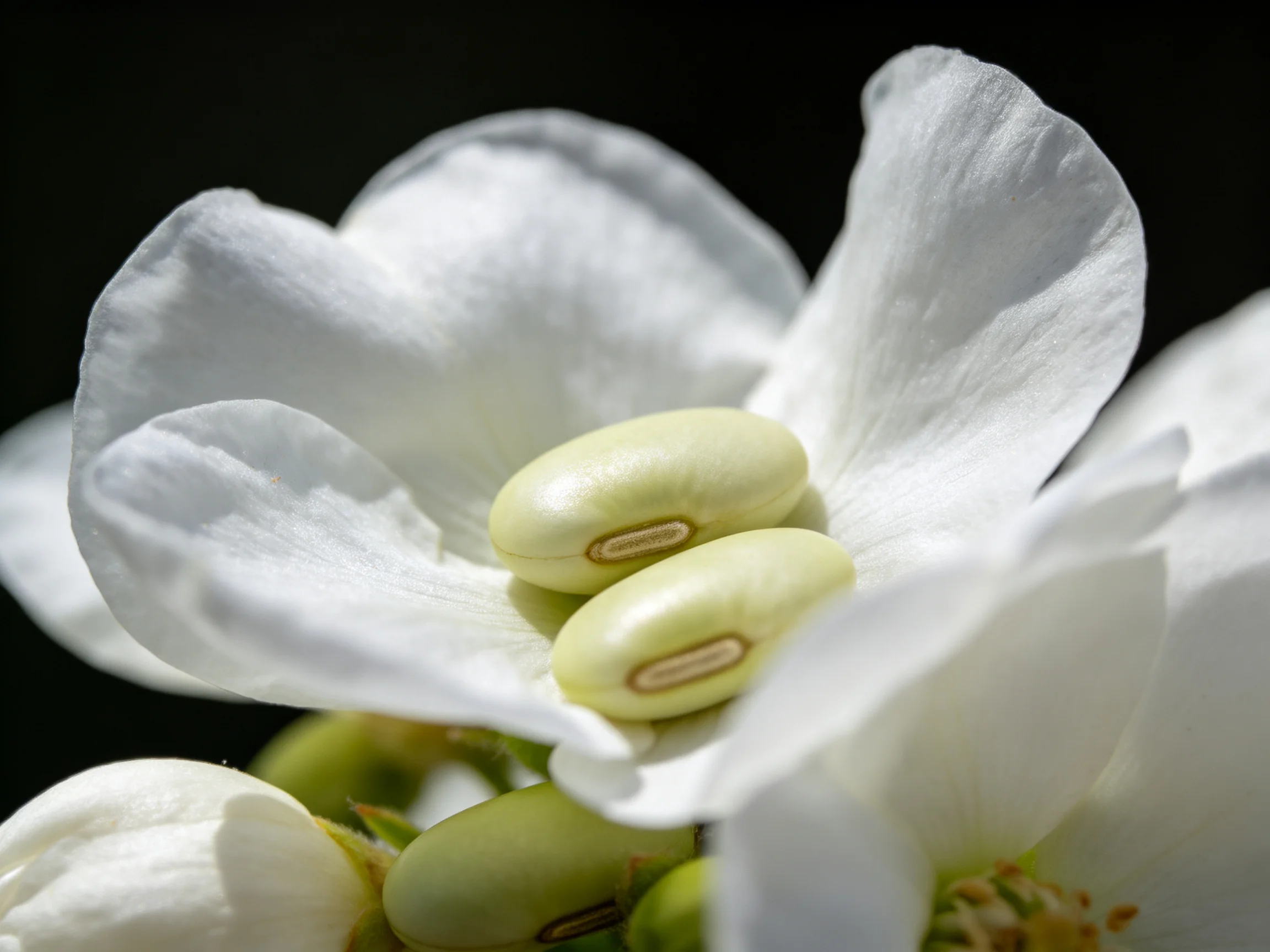 Two pale green seeds nestled within delicate white flower petals