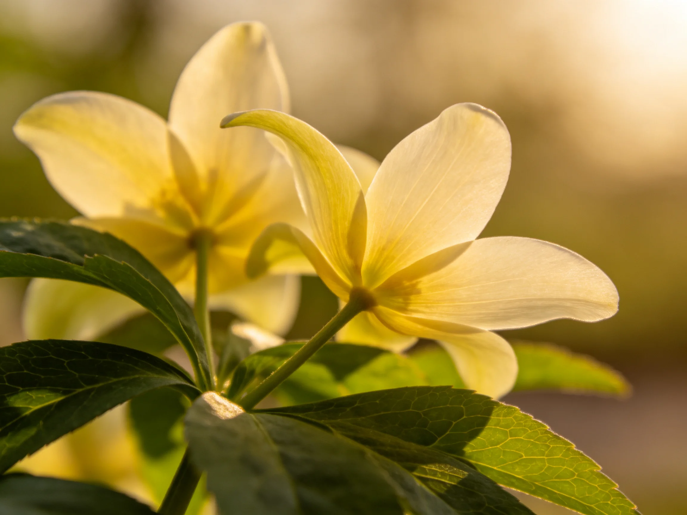 Two pale yellow flowers with curved petals bloom among dark green leaves under golden sunlight