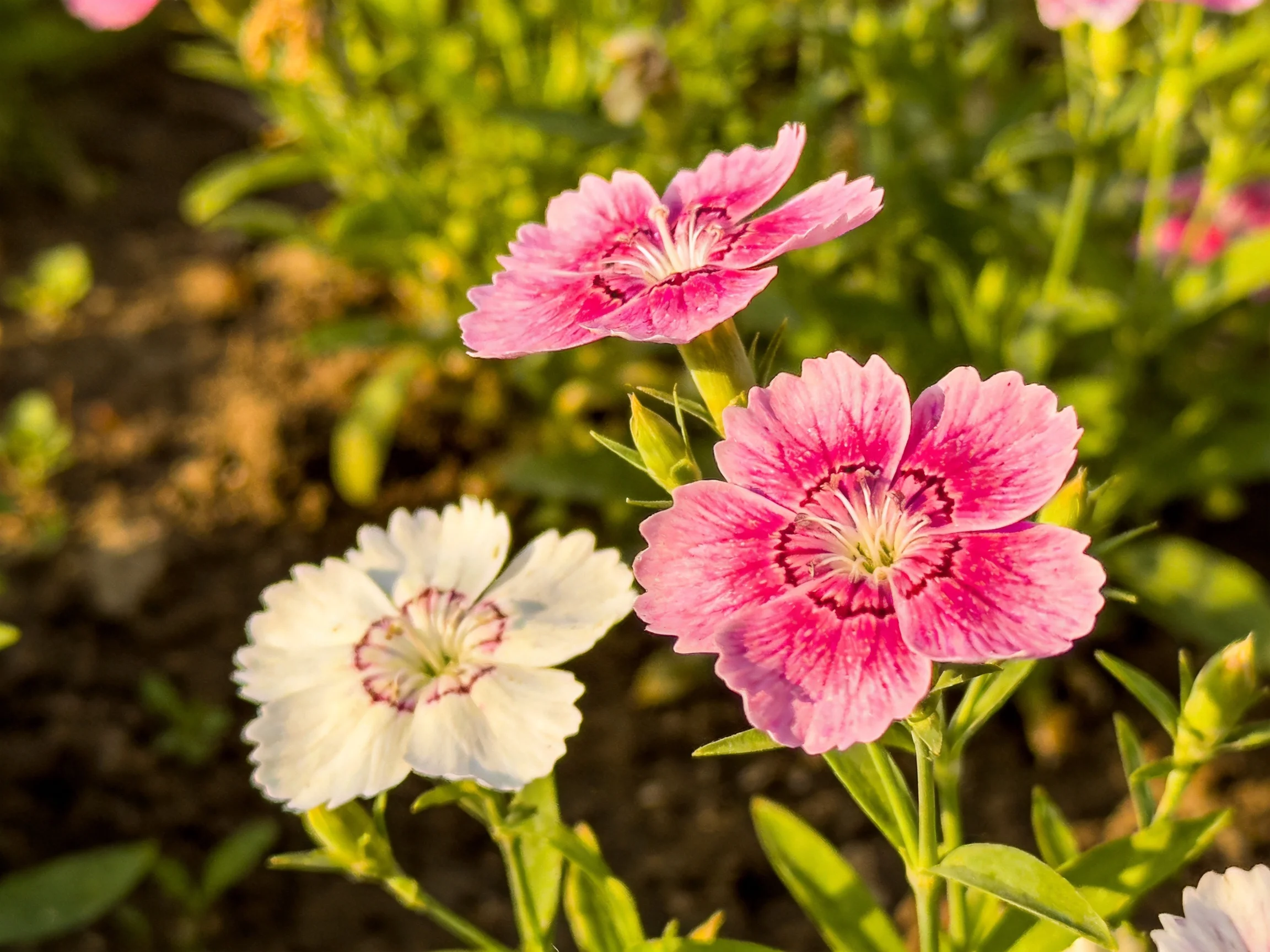 Two pink and one white flowers bloom among greenery in a sunlit garden