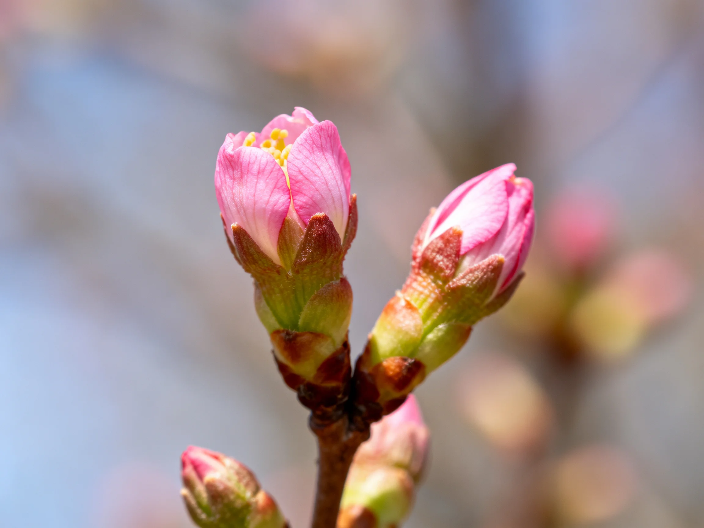 Two pink flower buds with green stems, smaller buds nearby, against a blurred natural backdrop
