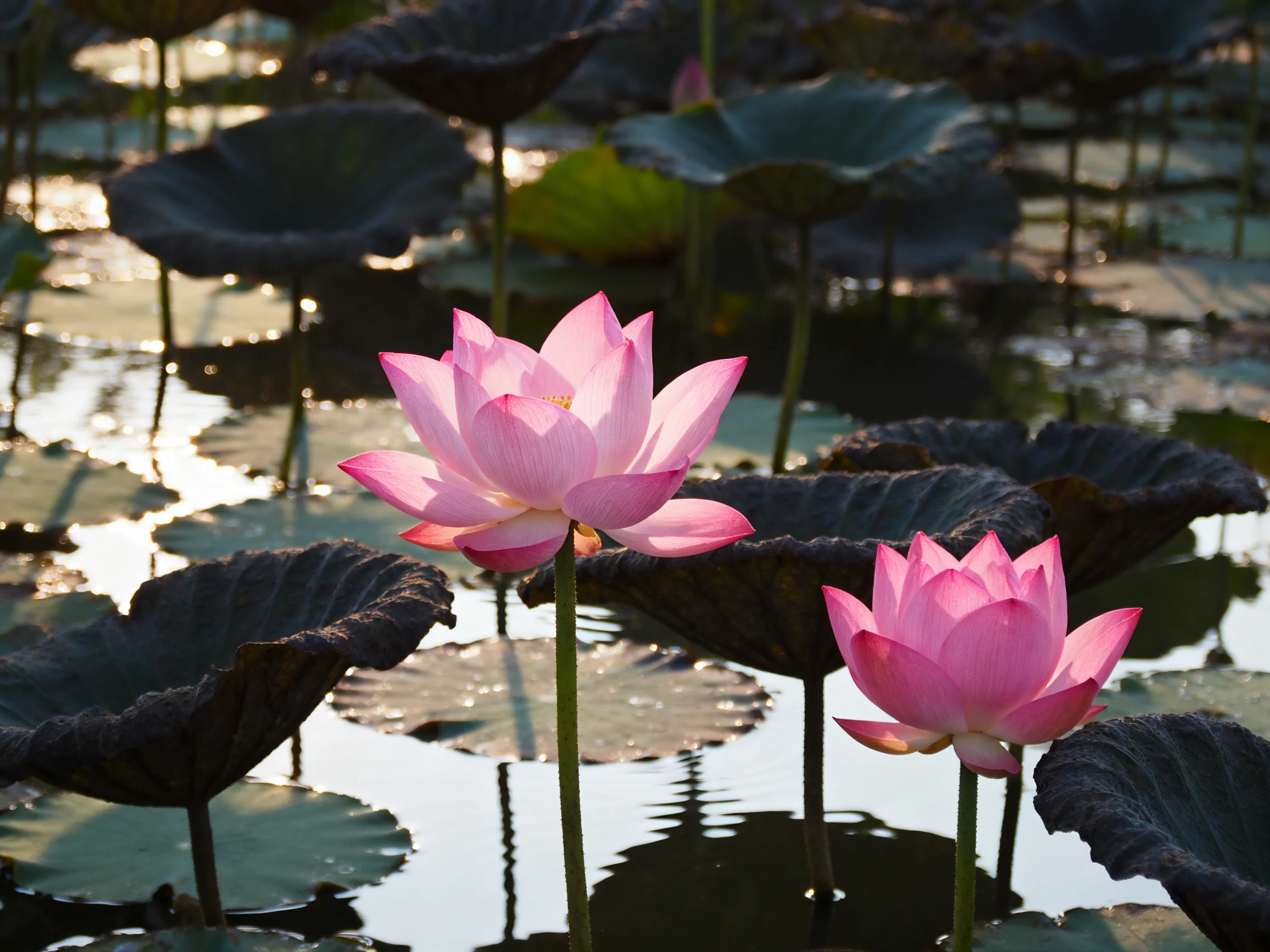 Two pink lotus blooms amid dark green lily pads in a calm pond