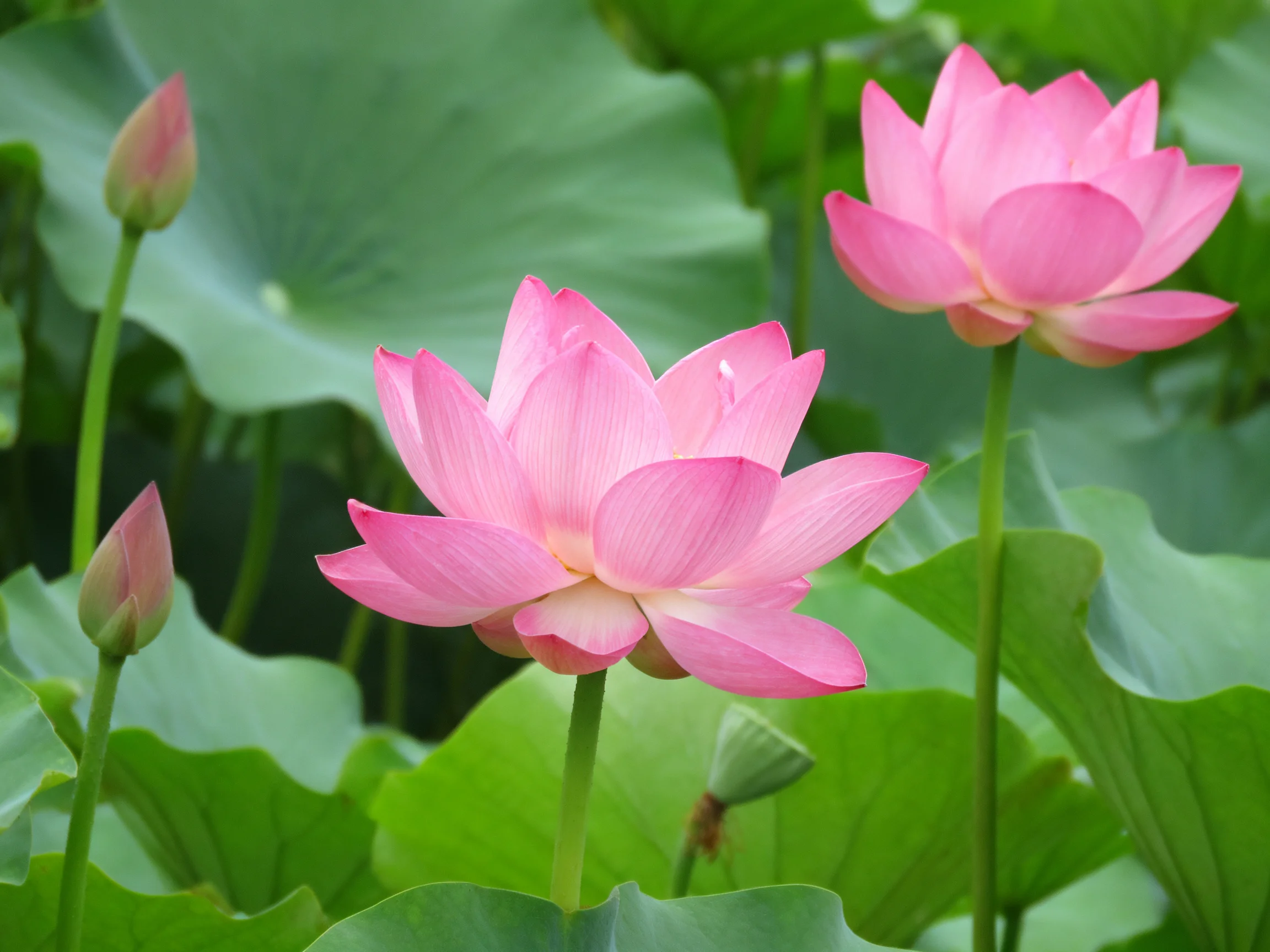 Two pink lotus blooms with broad green lily pads