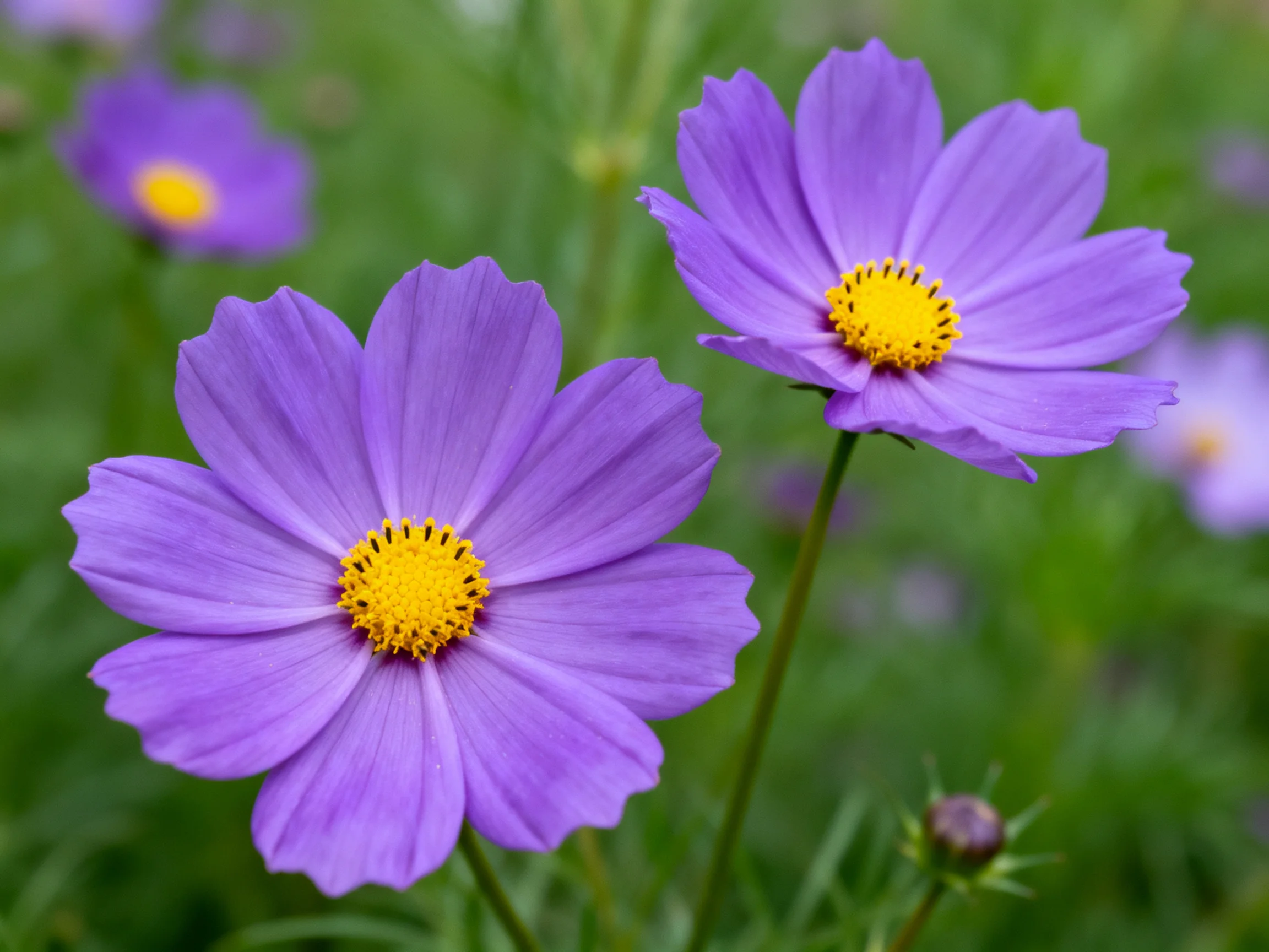 Two purple cosmos flowers with yellow centers amid greenery