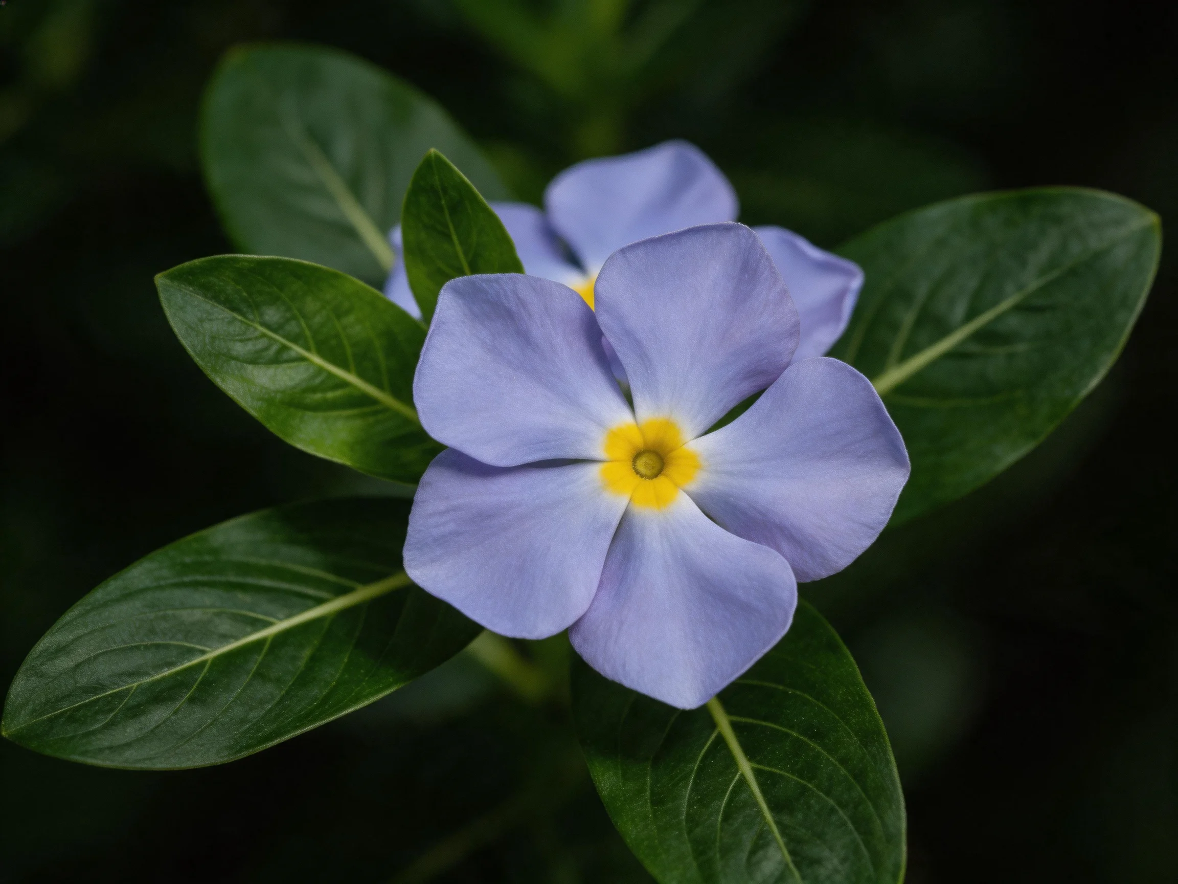 Two purple flowers with yellow centers amid glossy green leaves