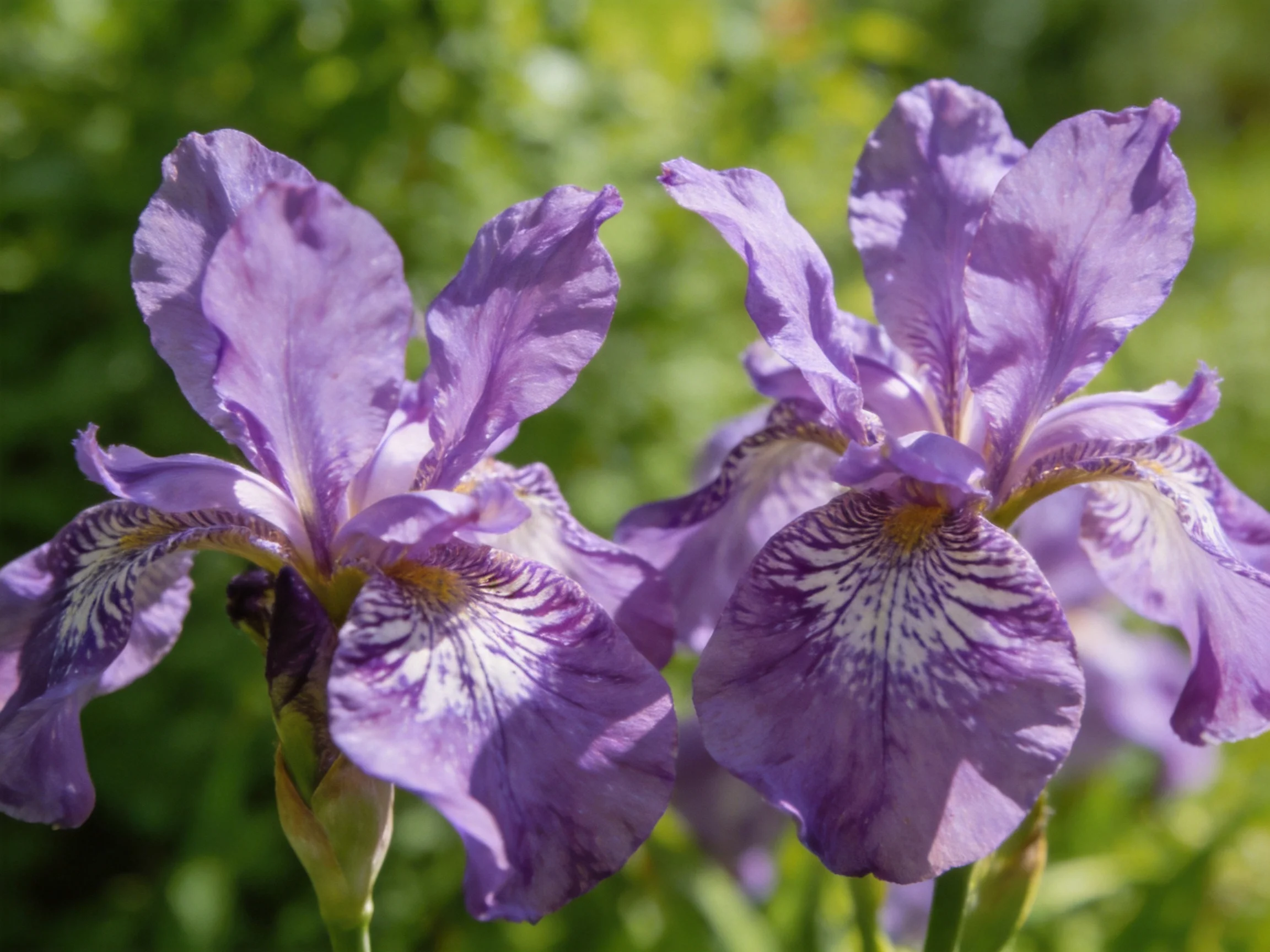 Two purple iris flowers with detailed petal markings bloom in a sunlit garden