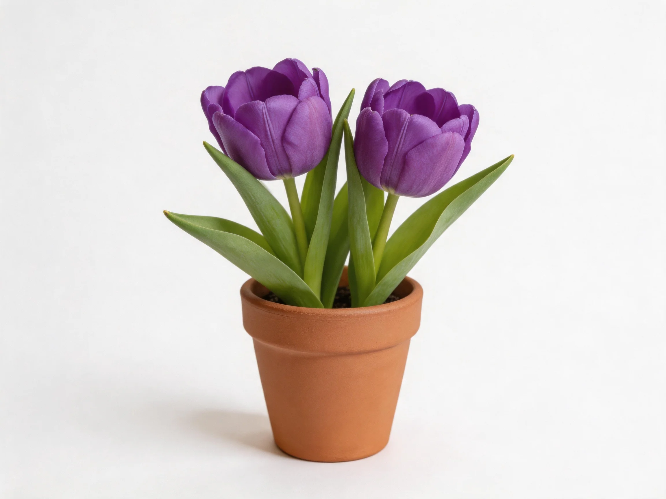 Two purple tulips with green leaves in a terracotta pot