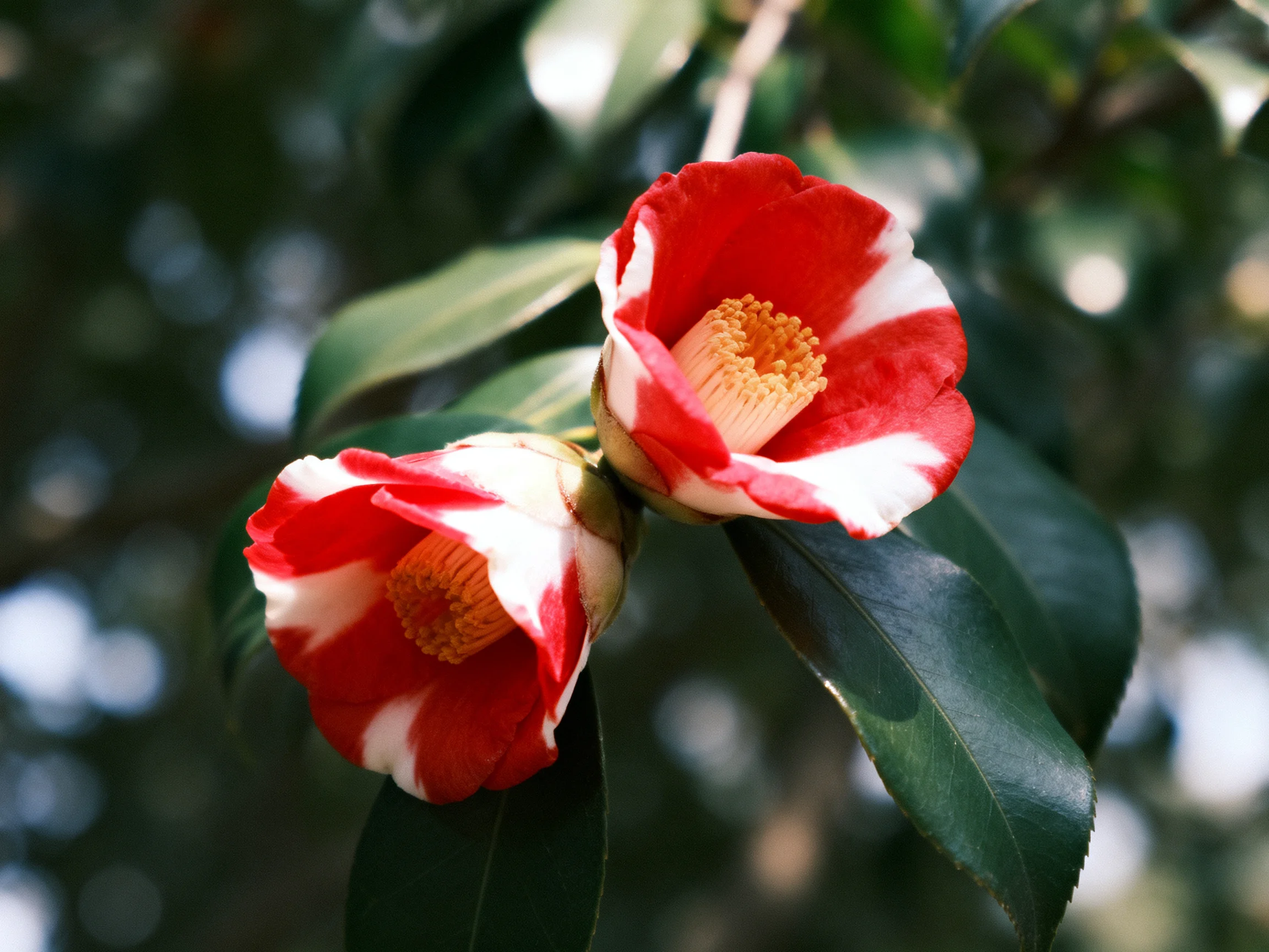 Two red-and-white camellia blooms with glossy green leaves